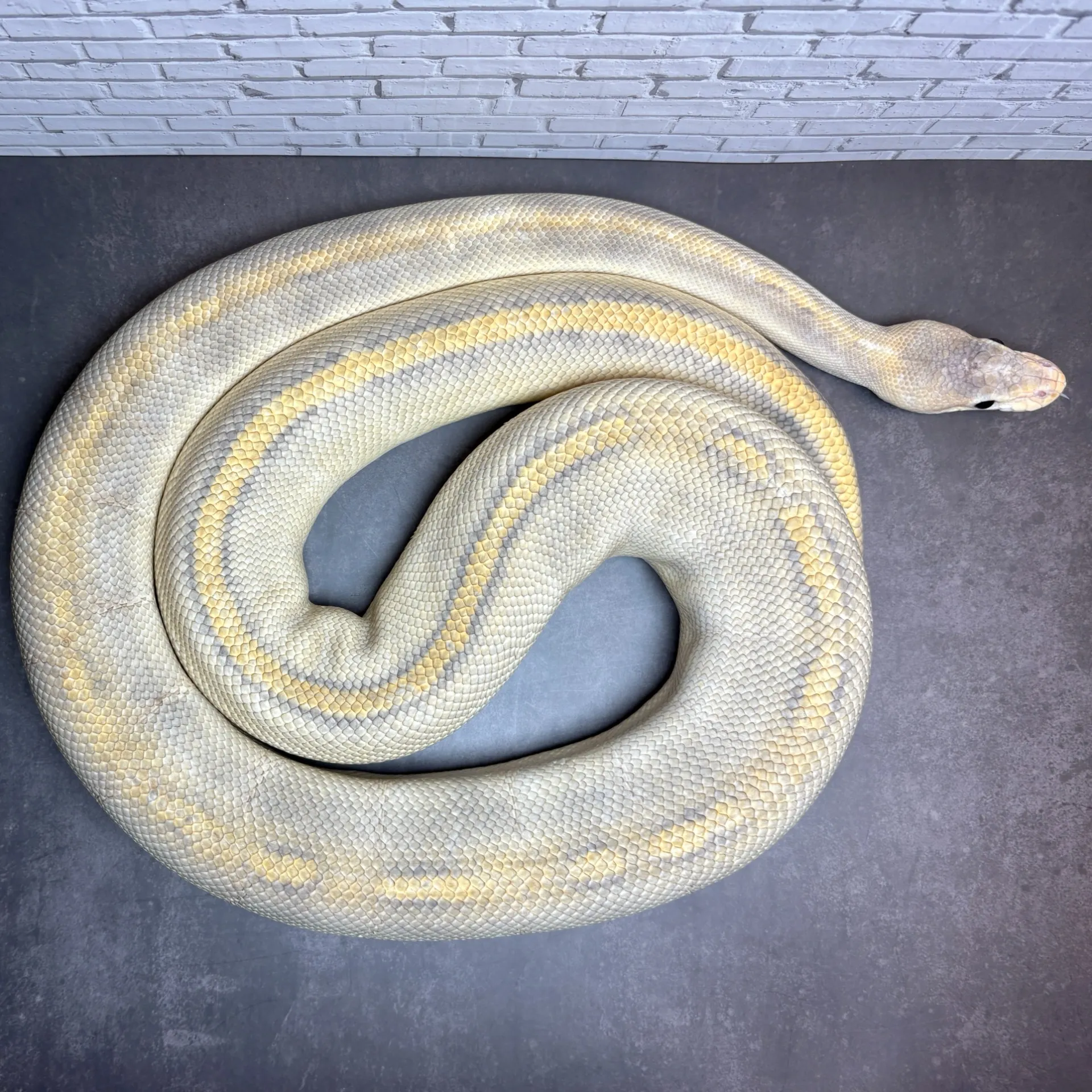 ボールパイソン ミモザ♂