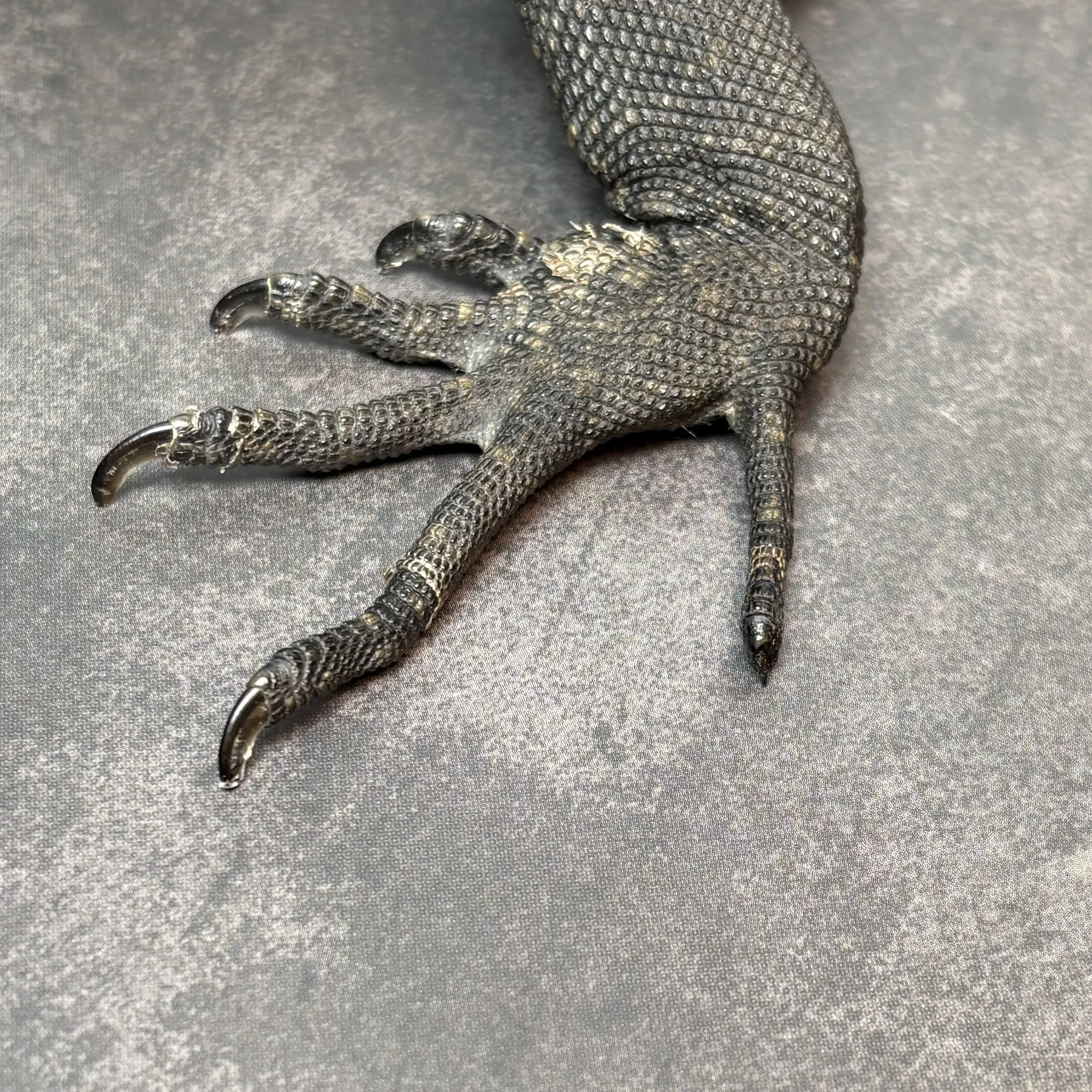 メラニスティックサルバトールモニター65cm