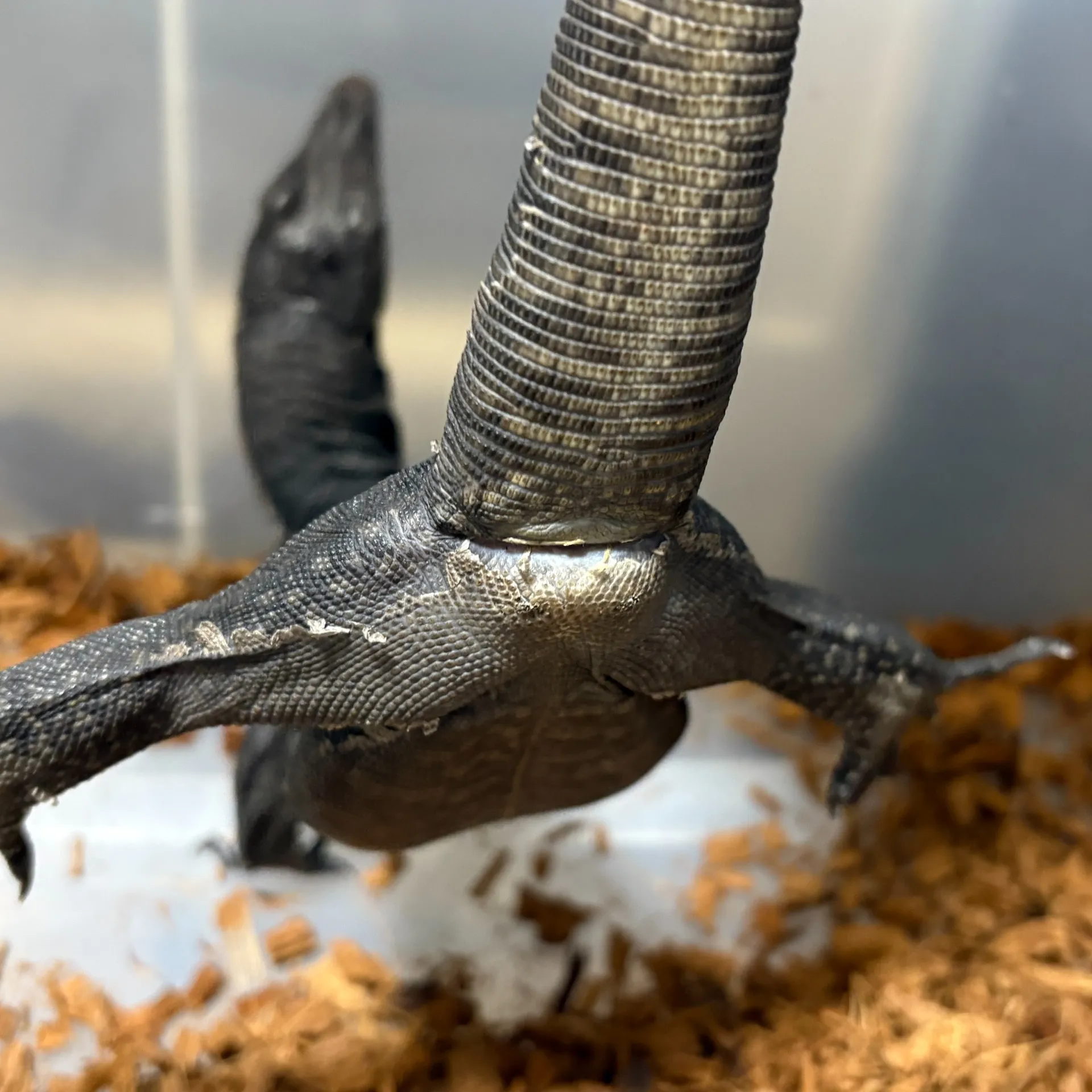 メラニスティックサルバトールモニター65cm