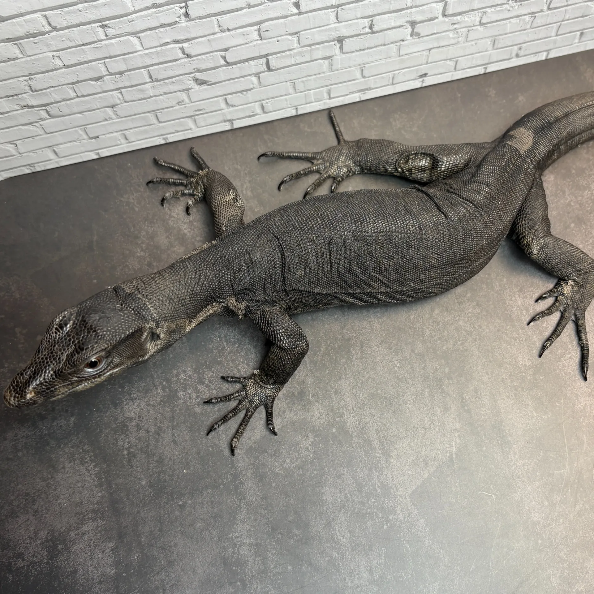 メラニスティックサルバトールモニター65cm