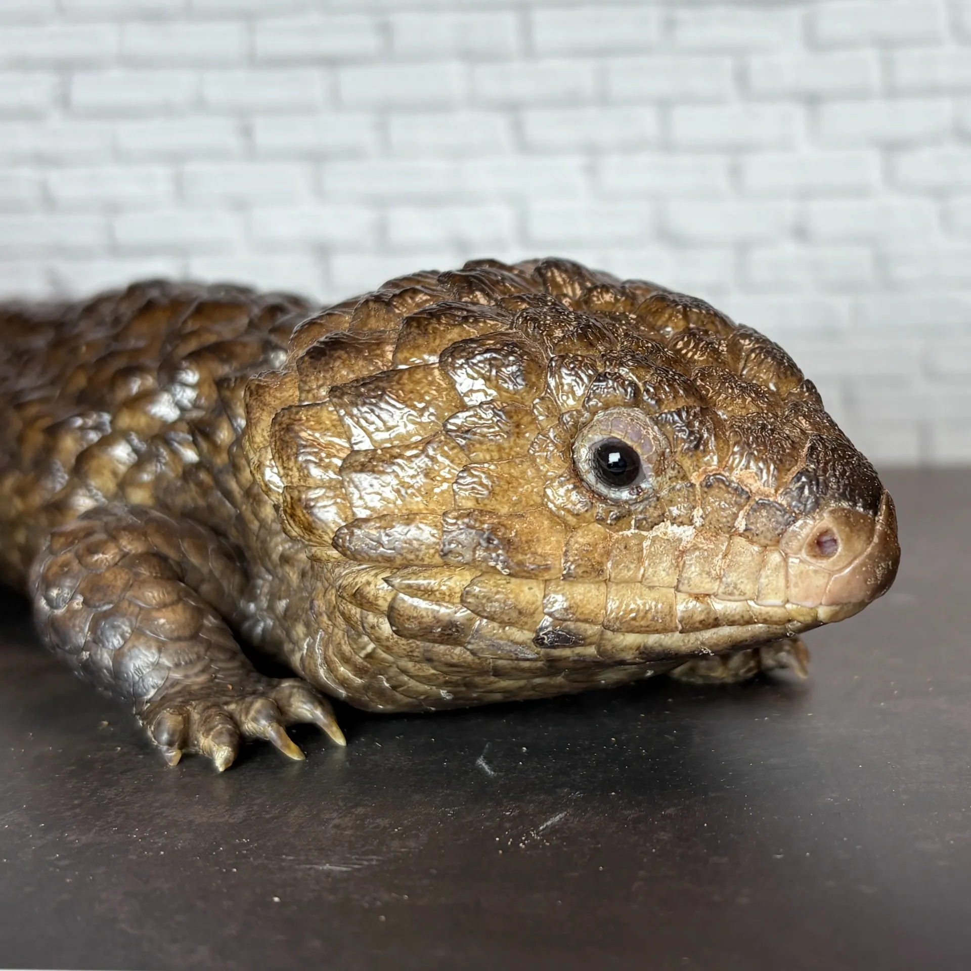 ヒガシマツカサトカゲ（アスパー） ペア