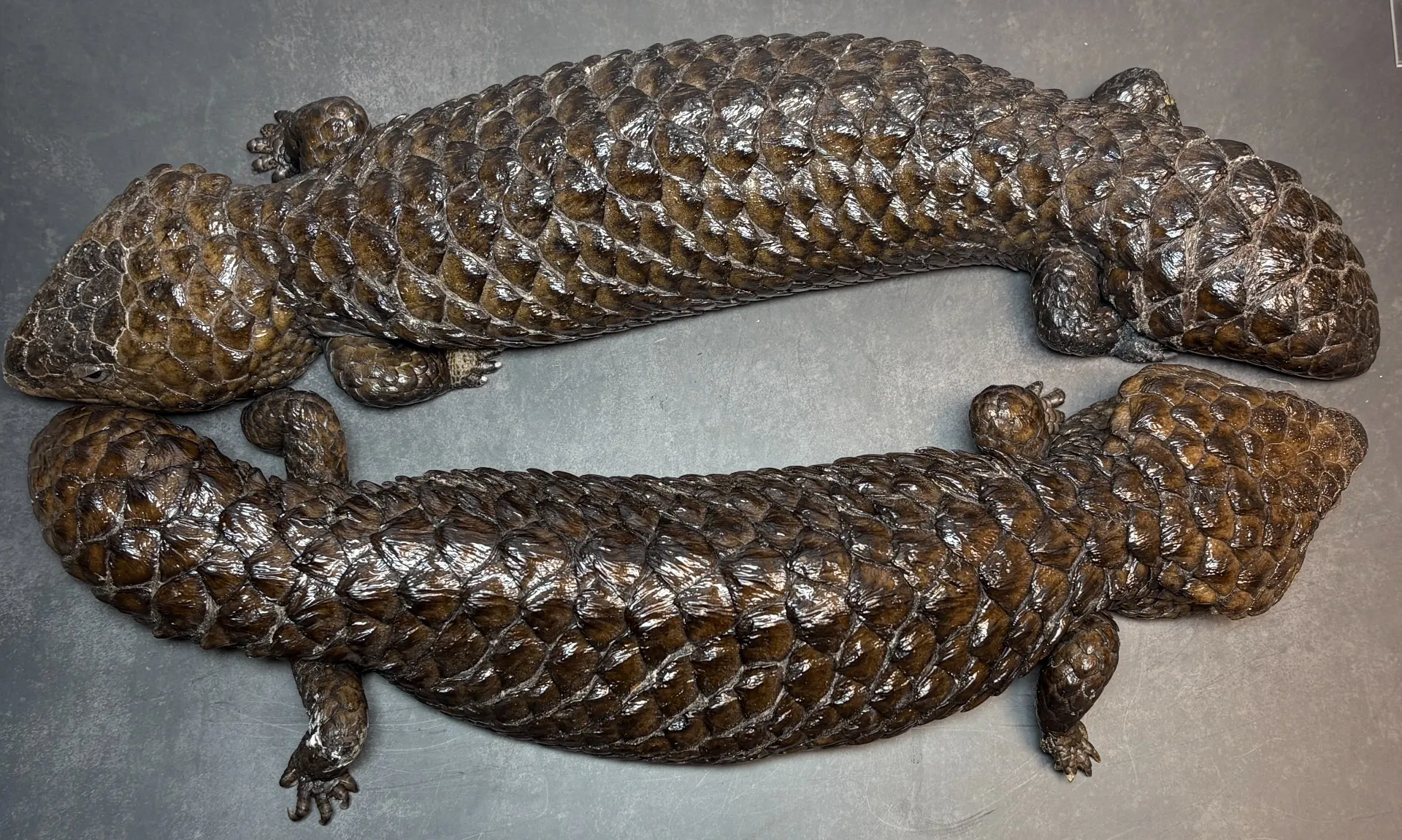 ヒガシマツカサトカゲ（アスパー） ペア