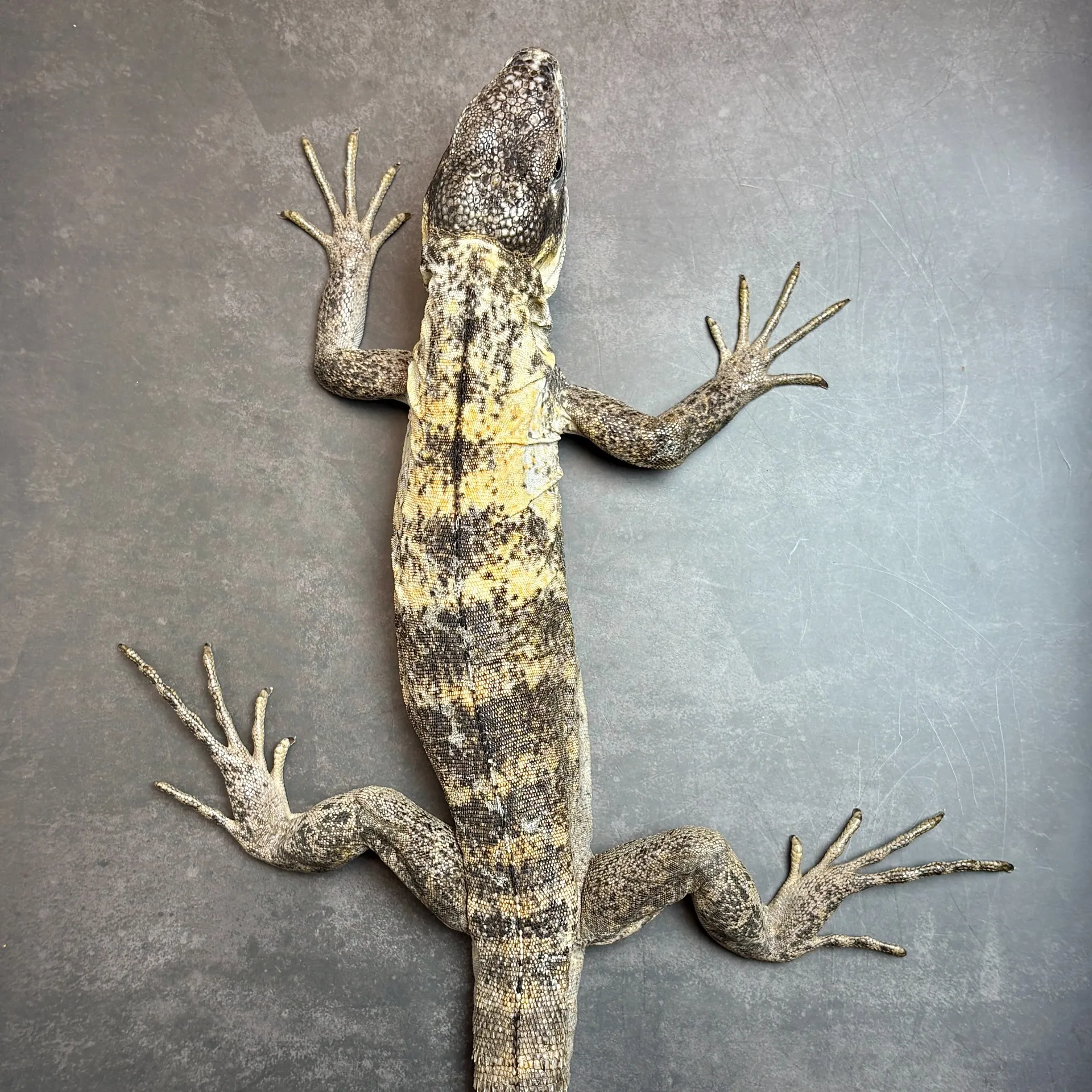 パンダパイドトゲオイグアナ