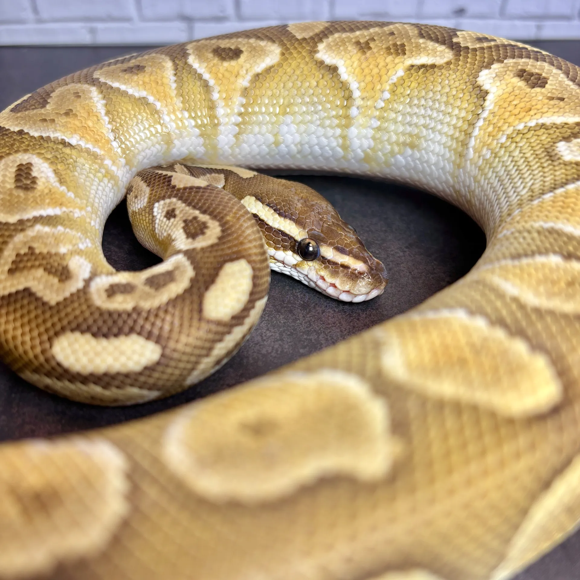 ボールパイソン バター♂