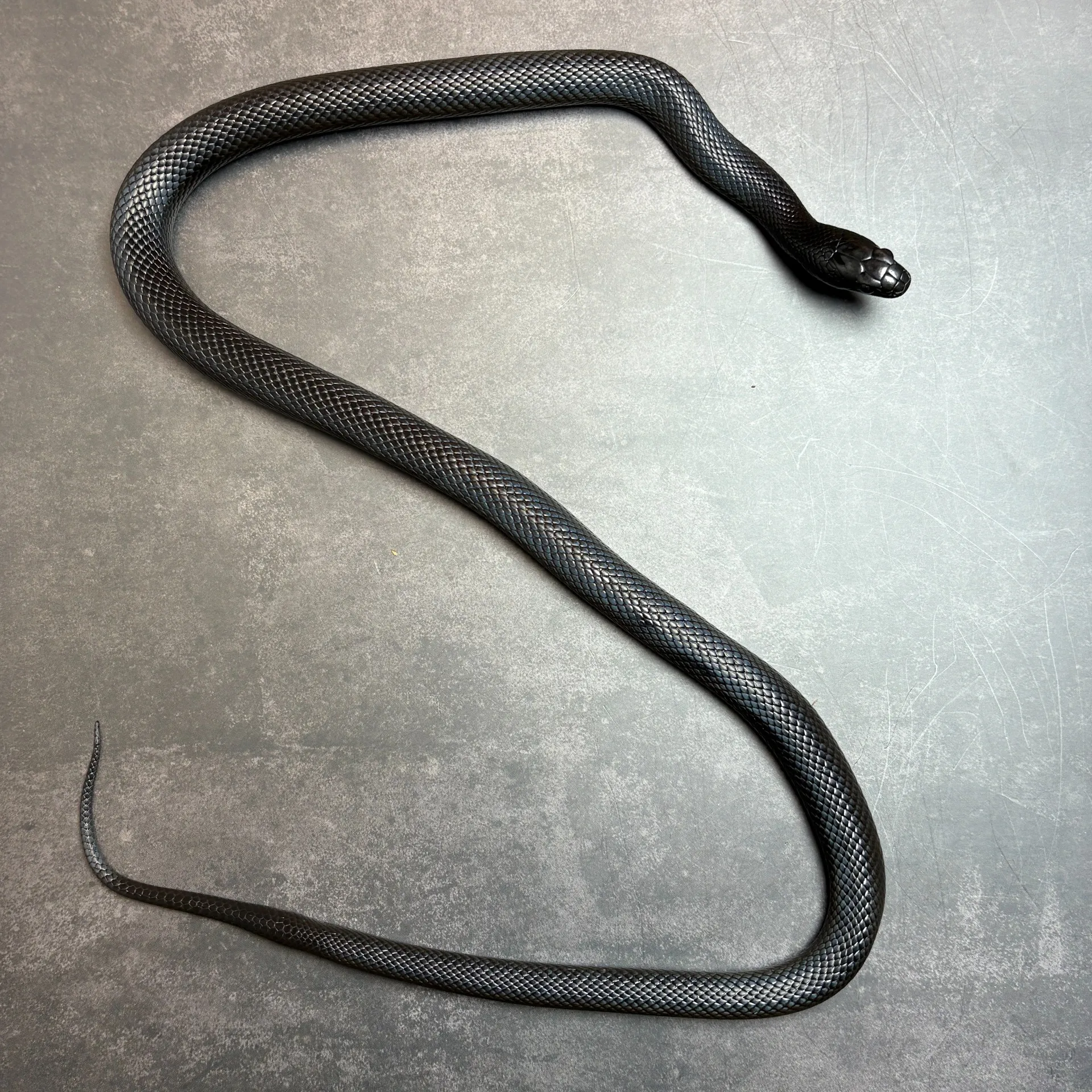 メキシカンブラックキングスネーク♂55cm