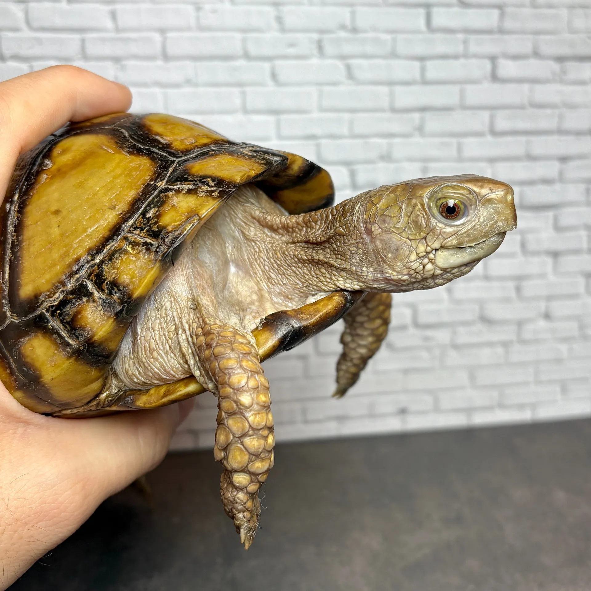 メキシコハコガメ♀