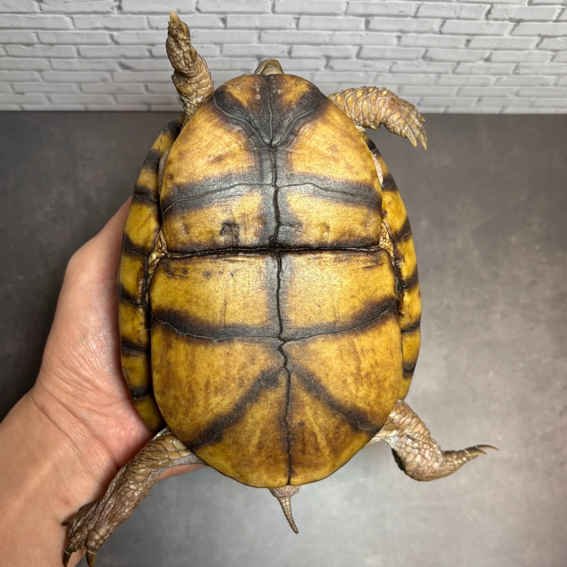 メキシコハコガメ♀