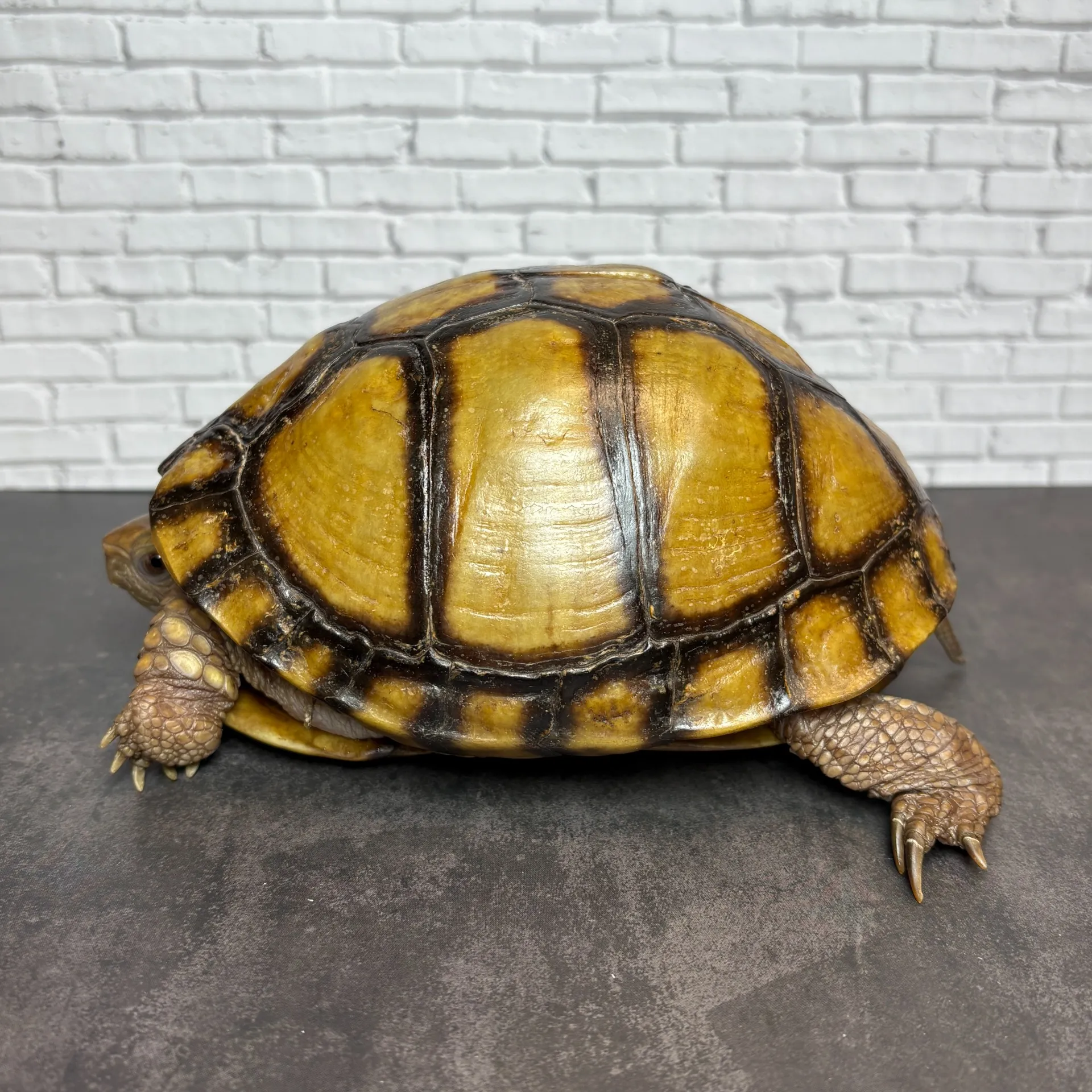 メキシコハコガメ♀