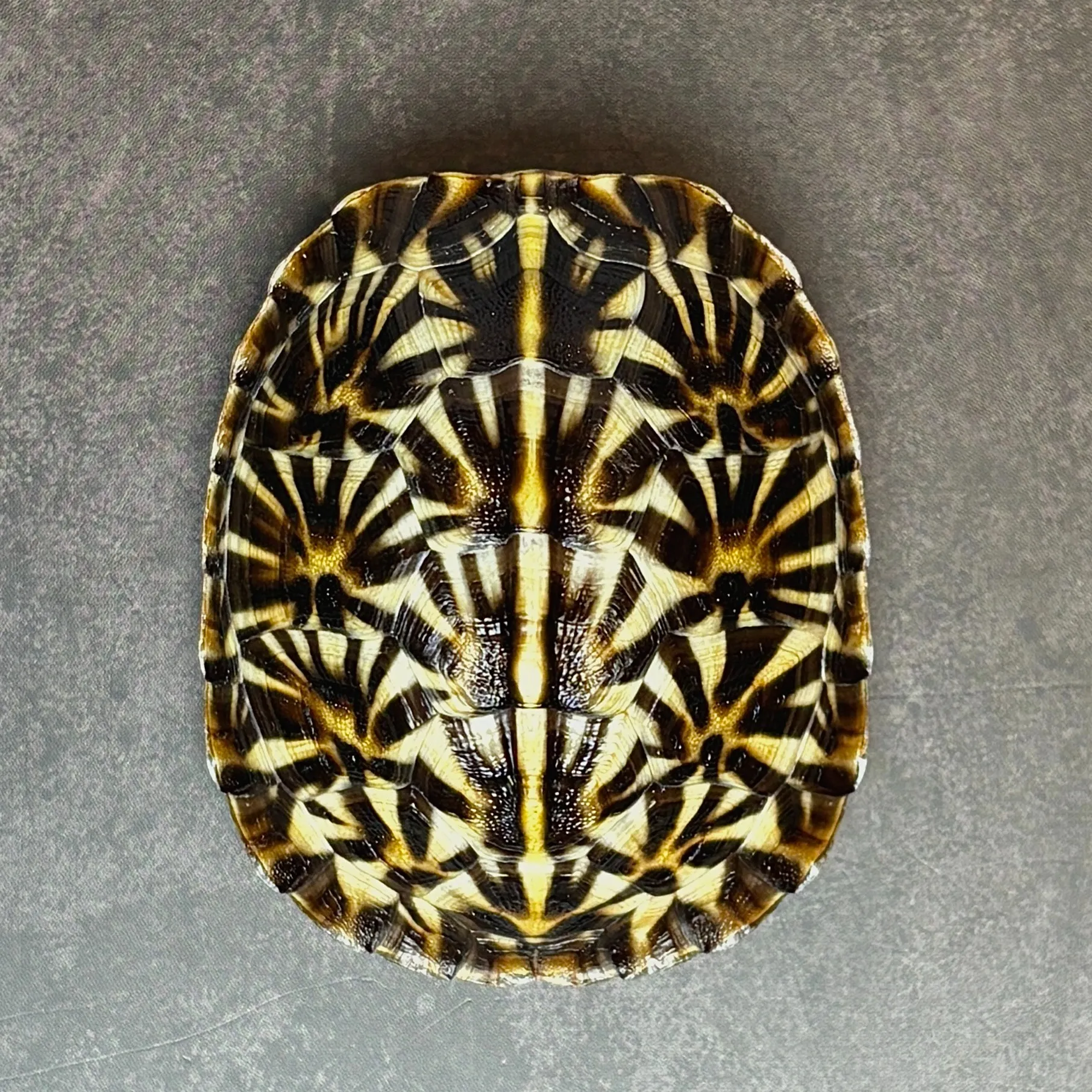 フロリダハコガメ25cb