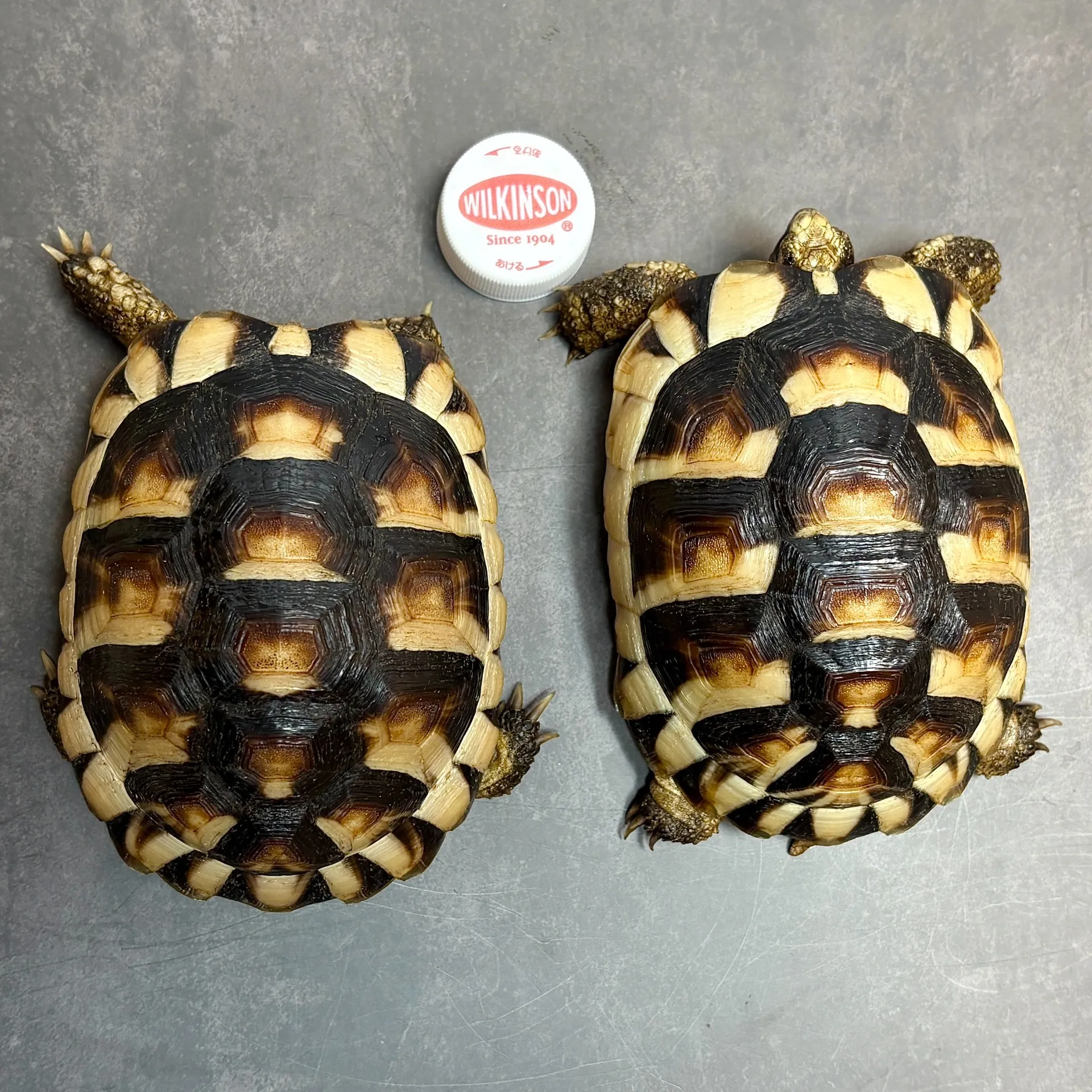 マルギナータリクガメ（フチゾリリクガメ）