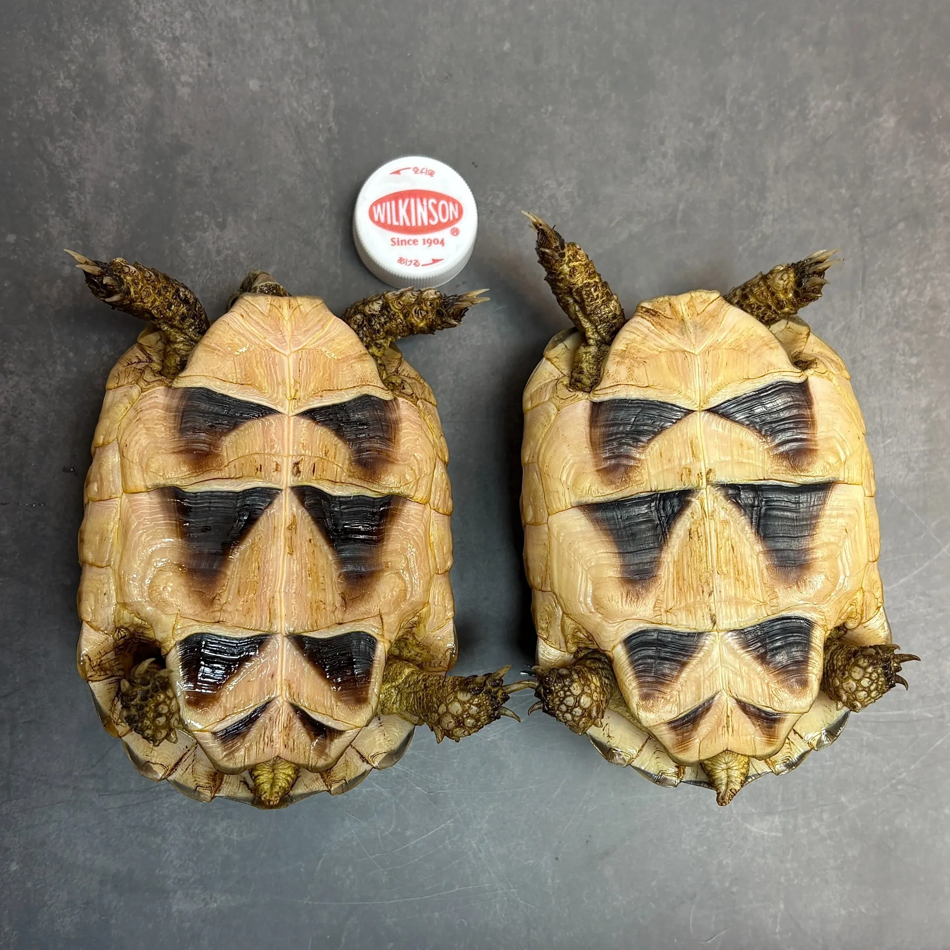 マルギナータリクガメ（フチゾリリクガメ）