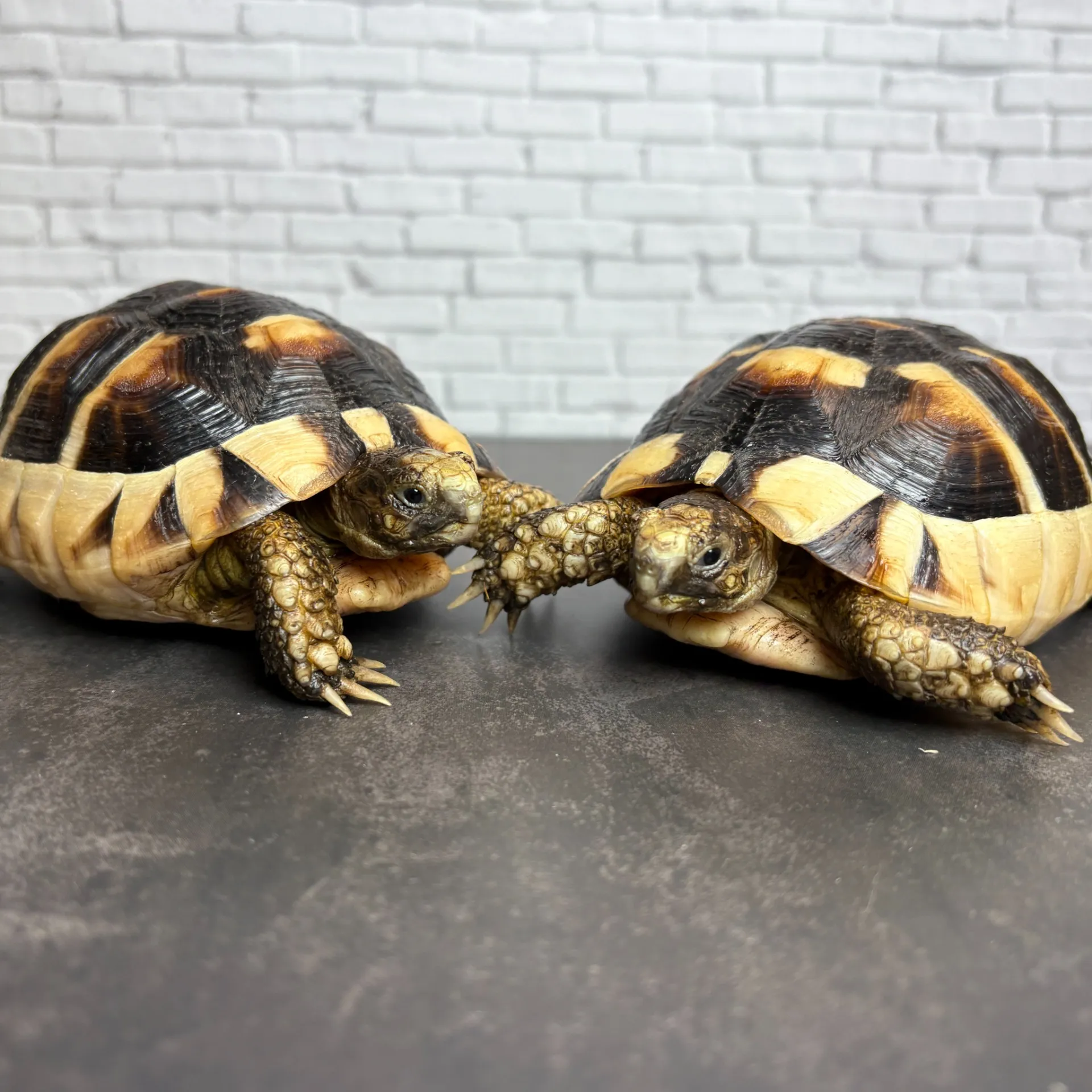 マルギナータリクガメ（フチゾリリクガメ）