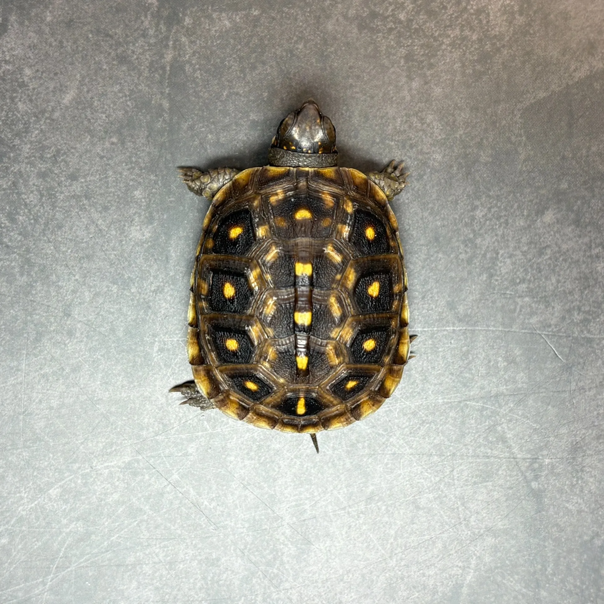 ①ミツユビハコガメ（25cb）