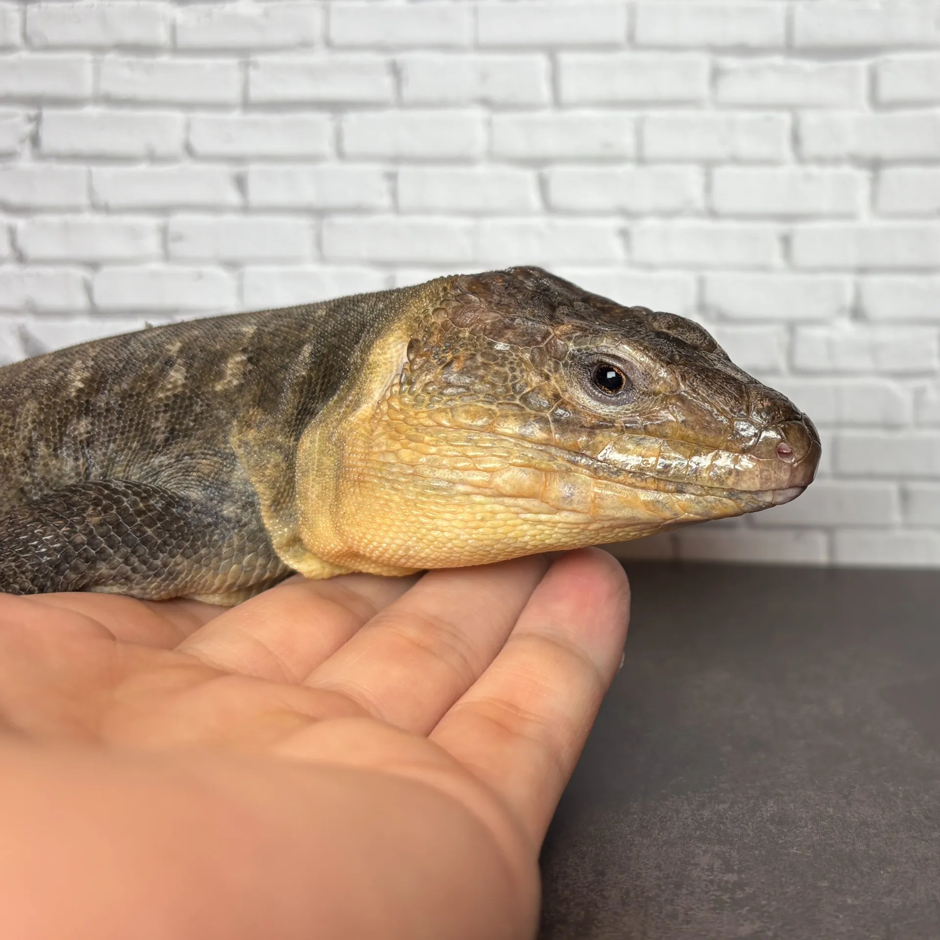 ジャイアントガロティア ペア（繁殖経験あり！）