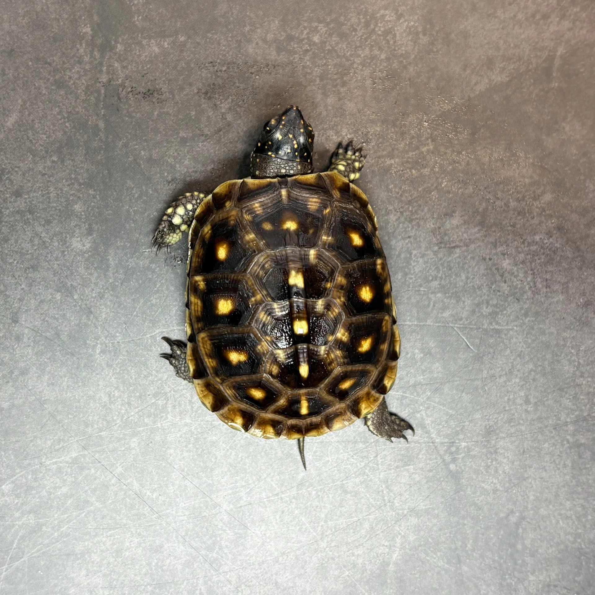 ②ミツユビハコガメ（25cb）