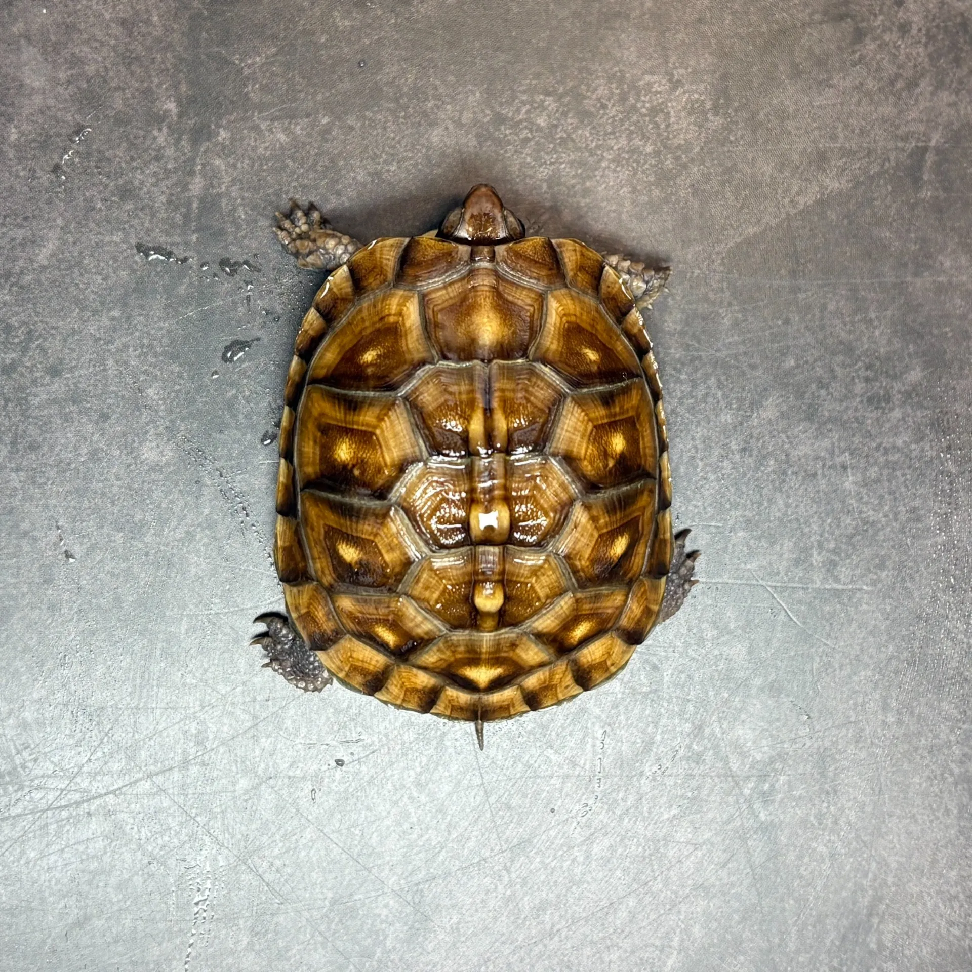 トウブハコガメ（25cb）②