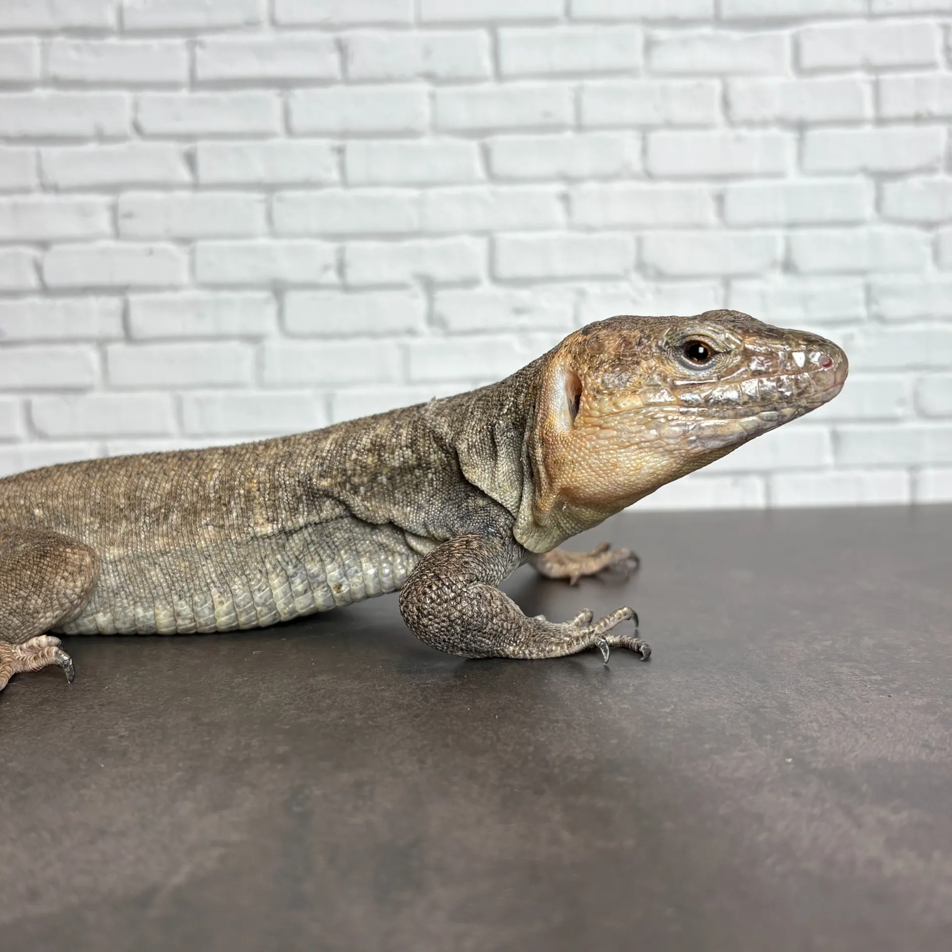 ジャイアントガロティア ペア（繁殖経験あり！）