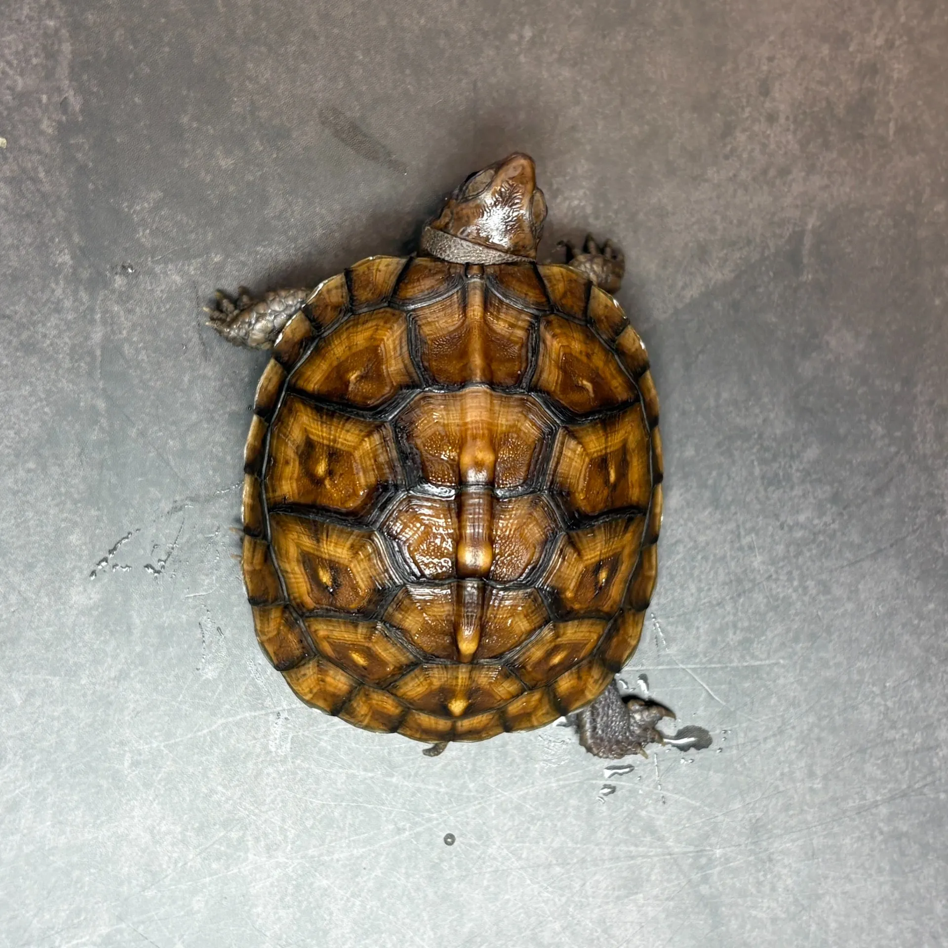 トウブハコガメ(25cb)