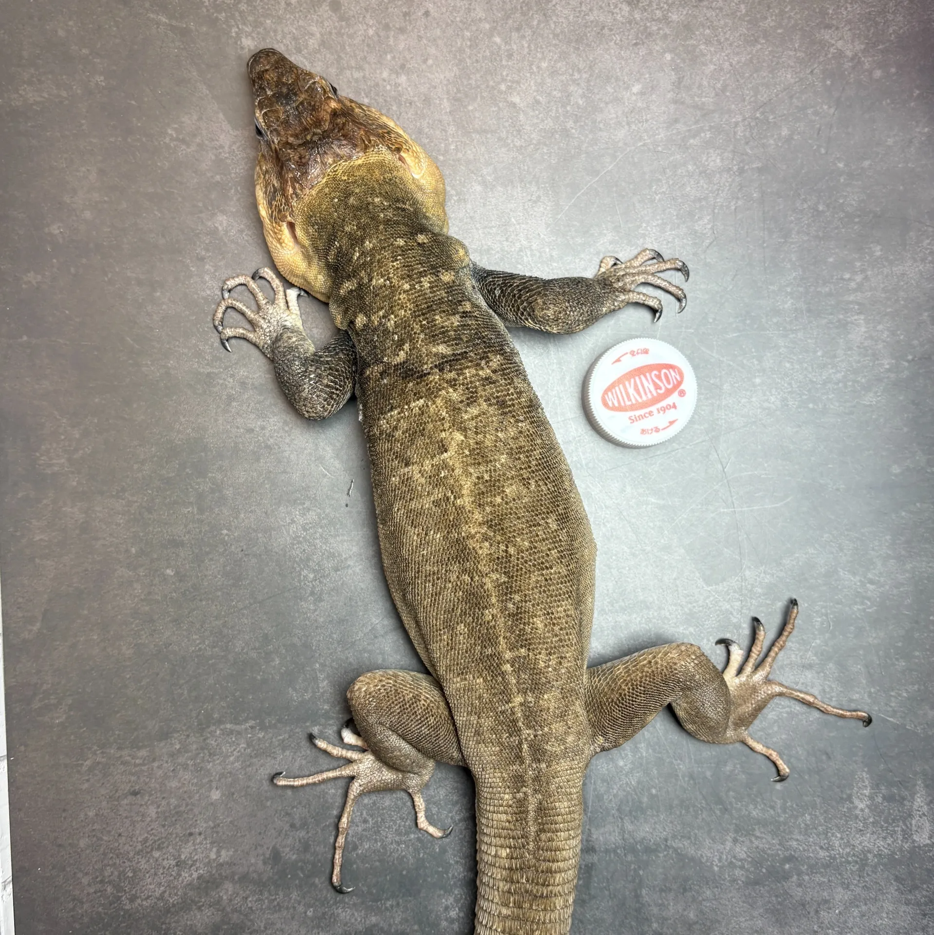 ジャイアントガロティア ペア（繁殖経験あり！）