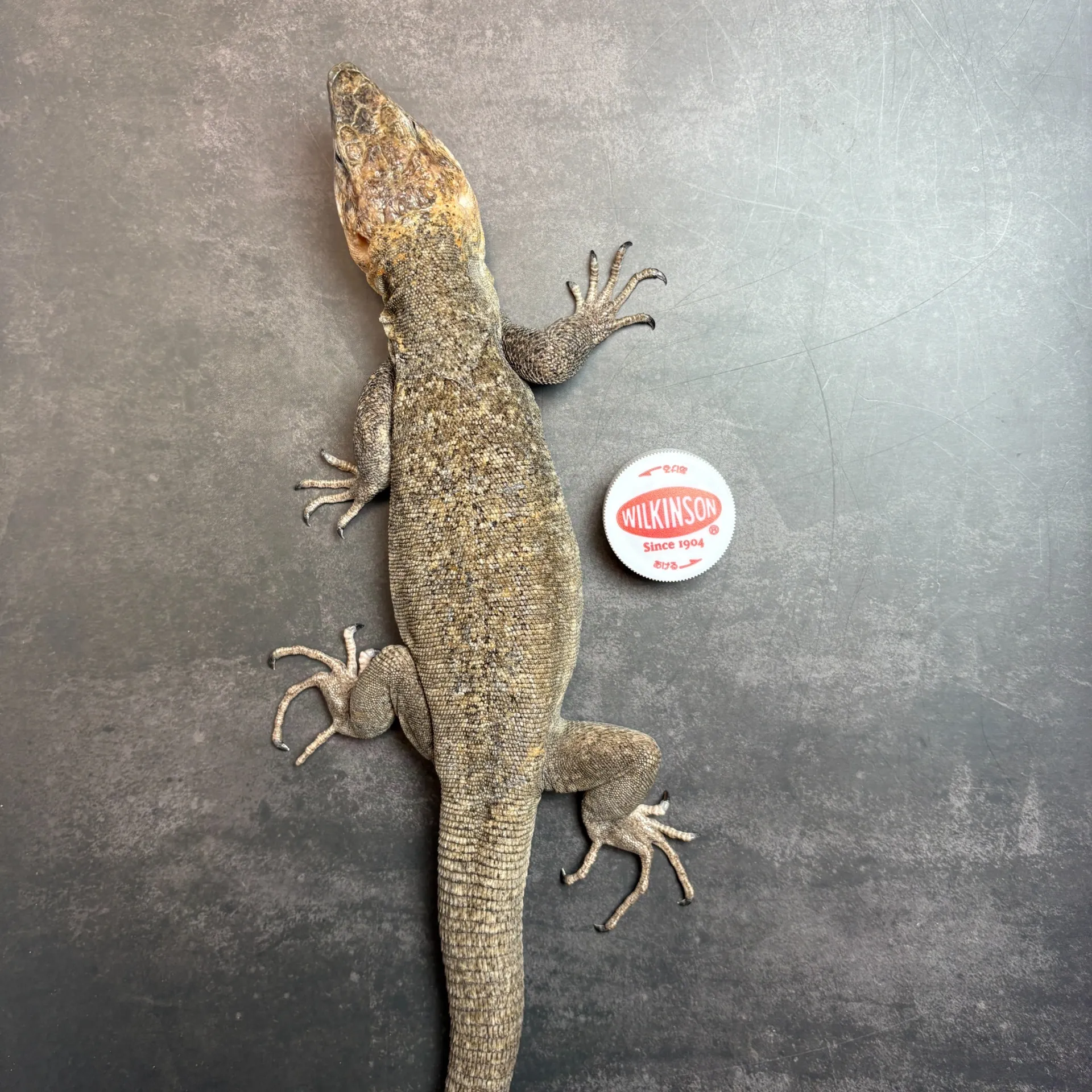 ジャイアントガロティア ペア（繁殖経験あり！）