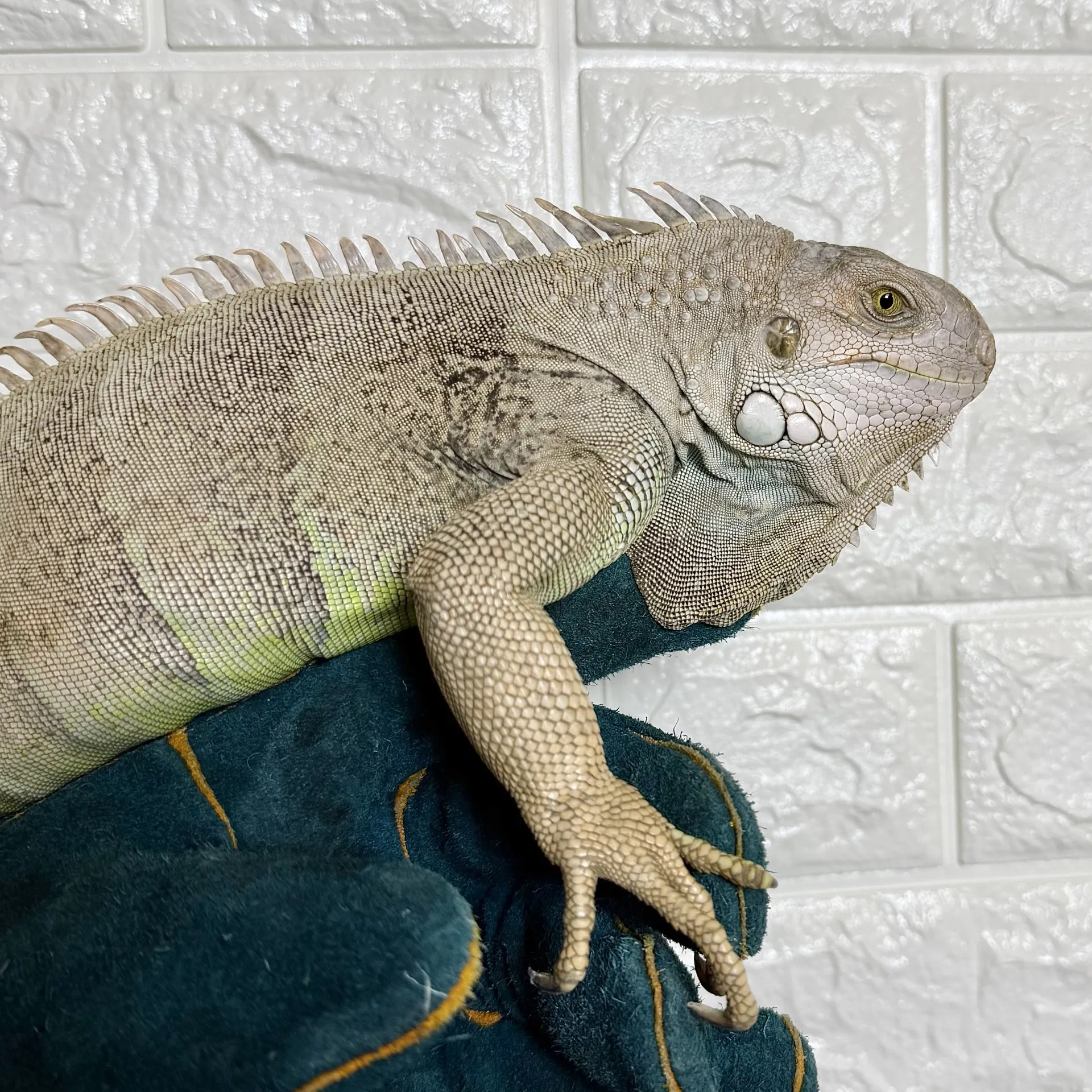 トバゴアイボリーゼブラクロスイグアナ