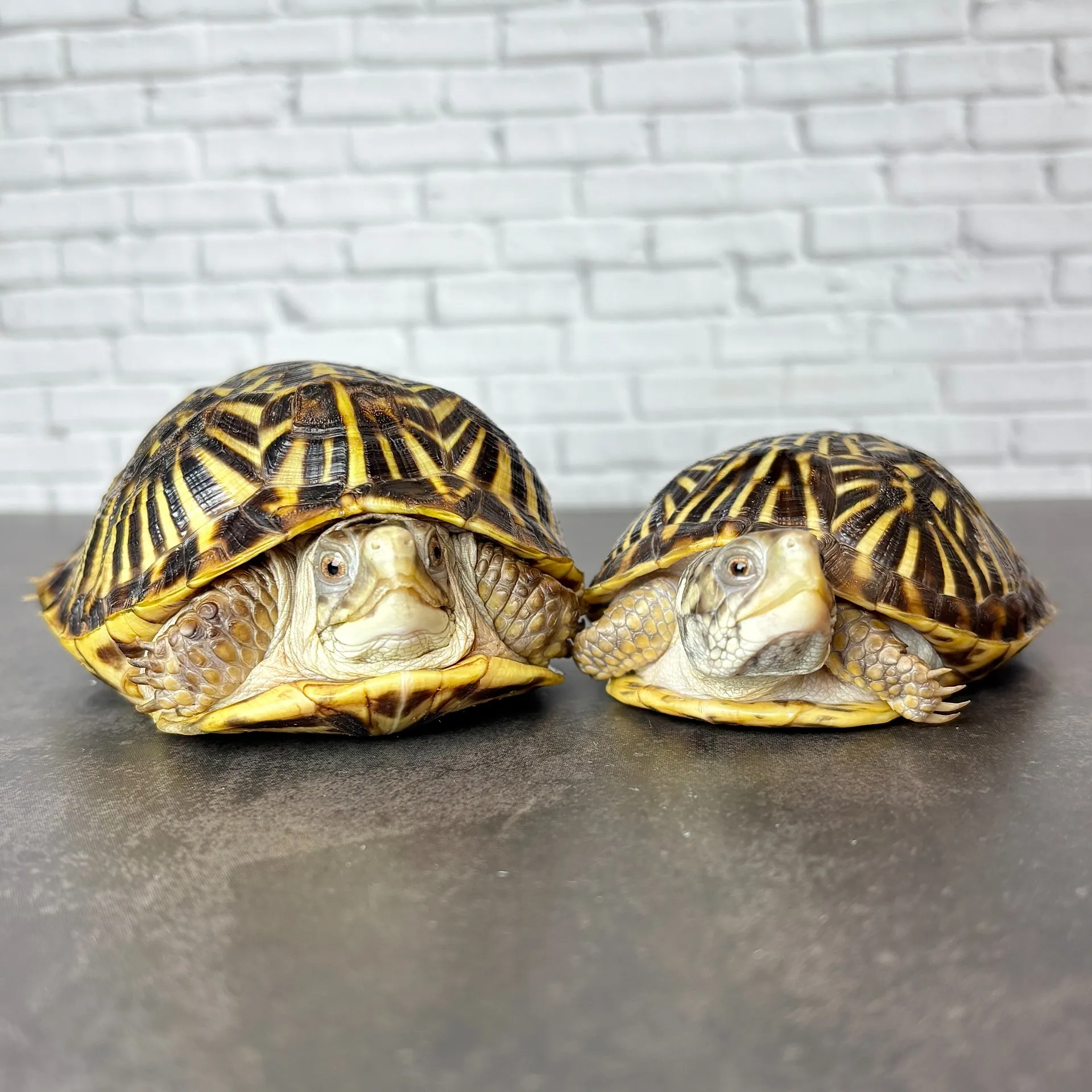 ミナミニシキハコガメ メイビーペア