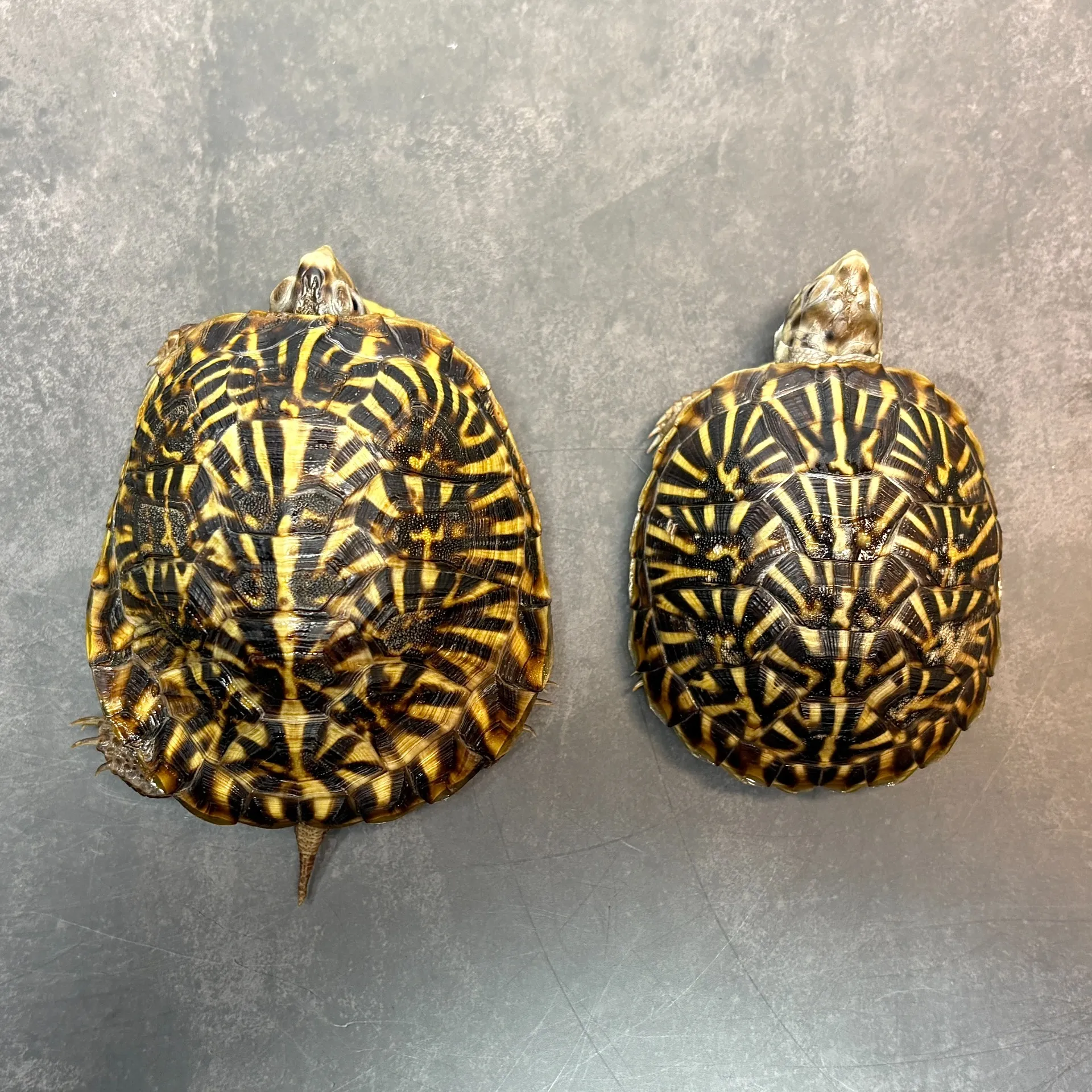 ミナミニシキハコガメ メイビーペア