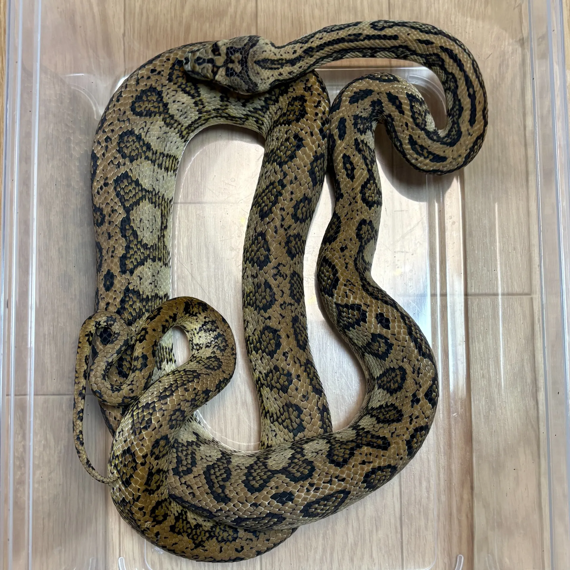 ジャガーカーペットパイソンhetアルビノ♀