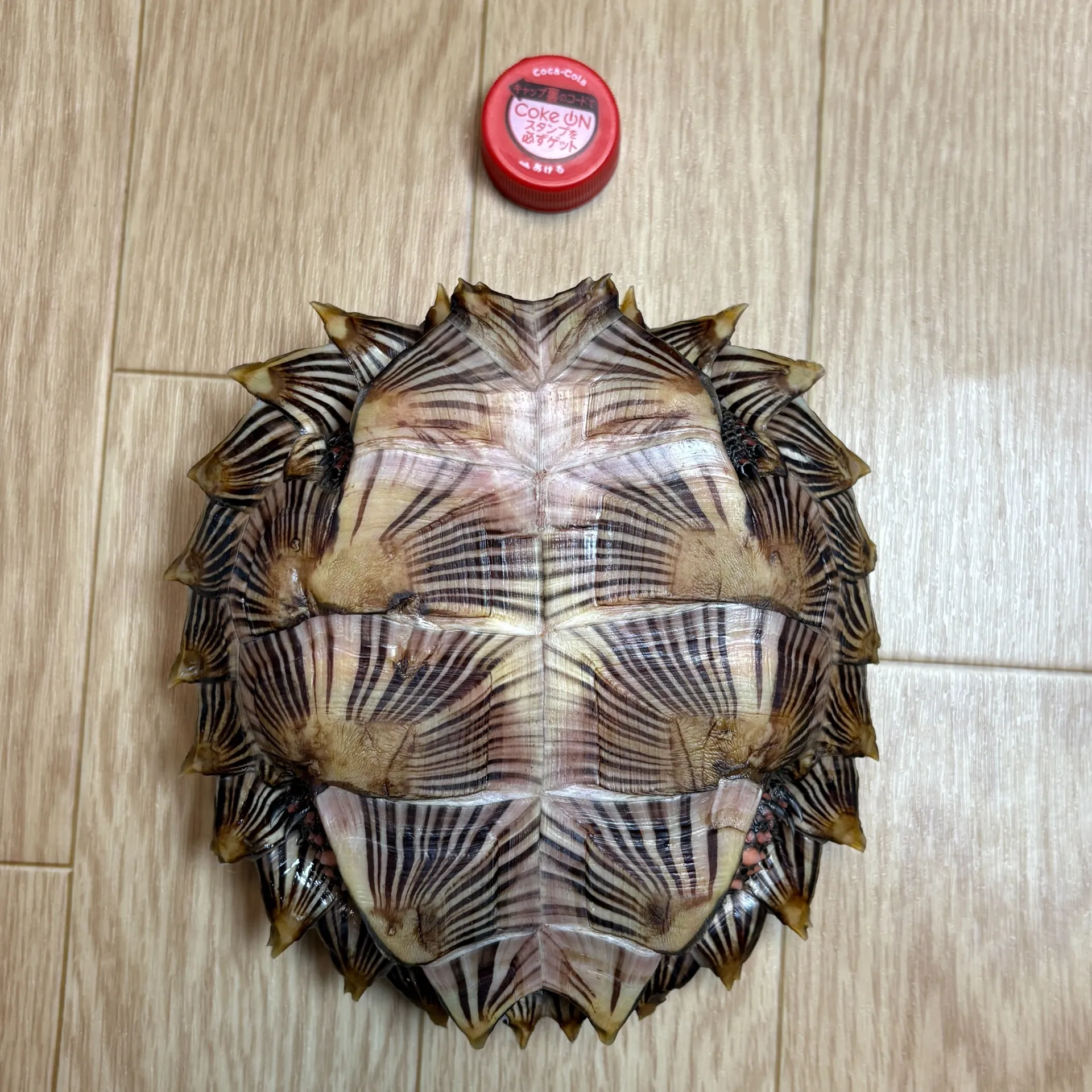 トゲヤマガメ♀