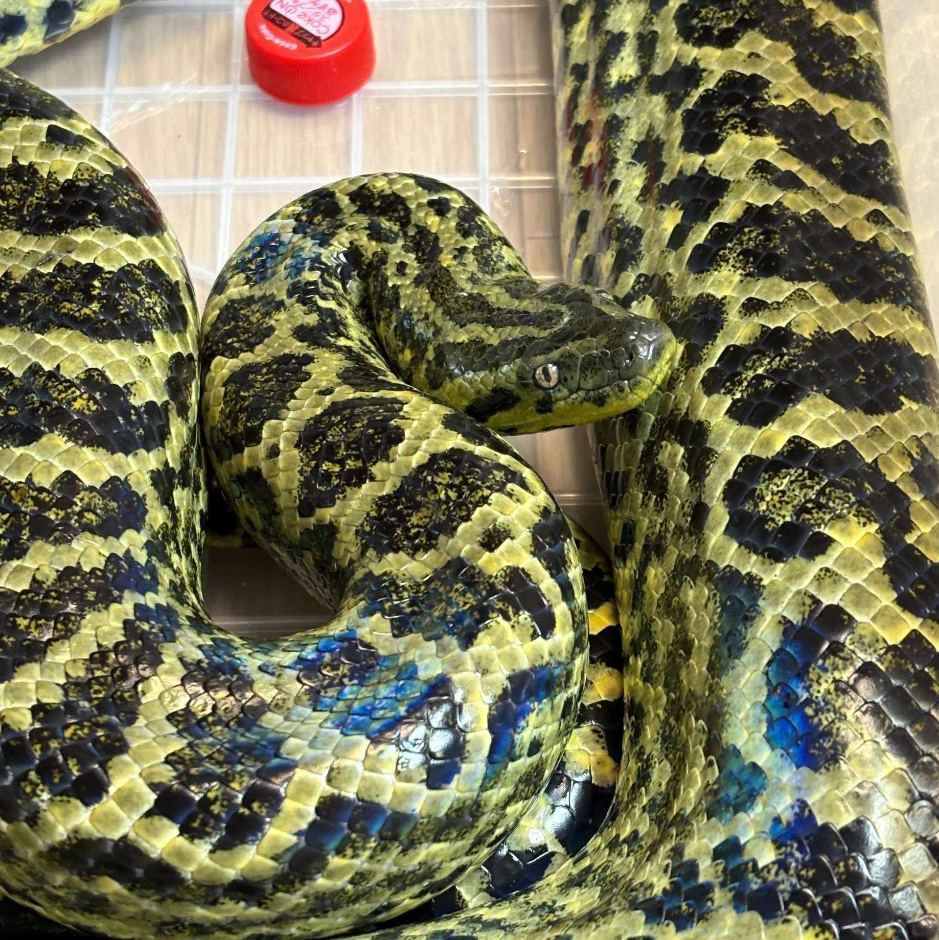 イエローアナコンダ♀