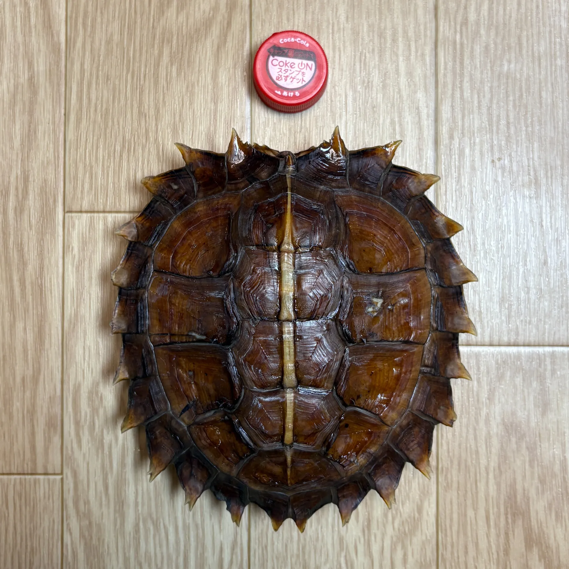 トゲヤマガメ♀