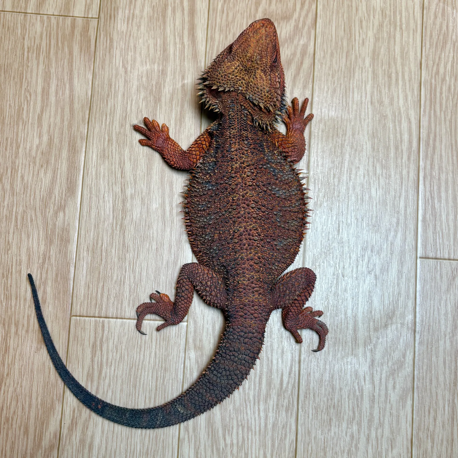 フトアゴヒゲトカゲ♂①