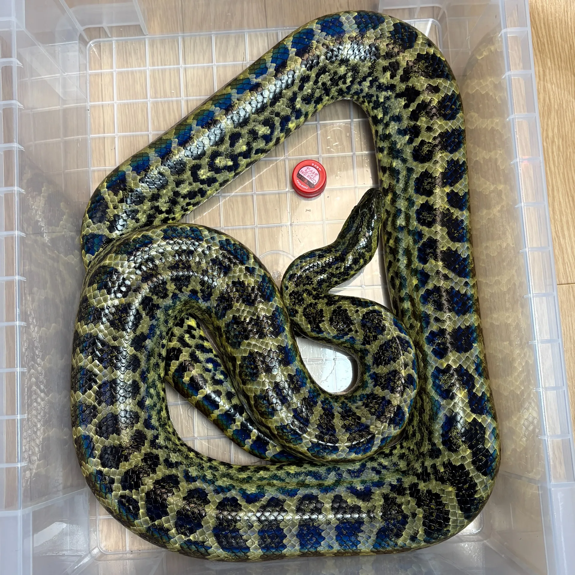 イエローアナコンダ♀