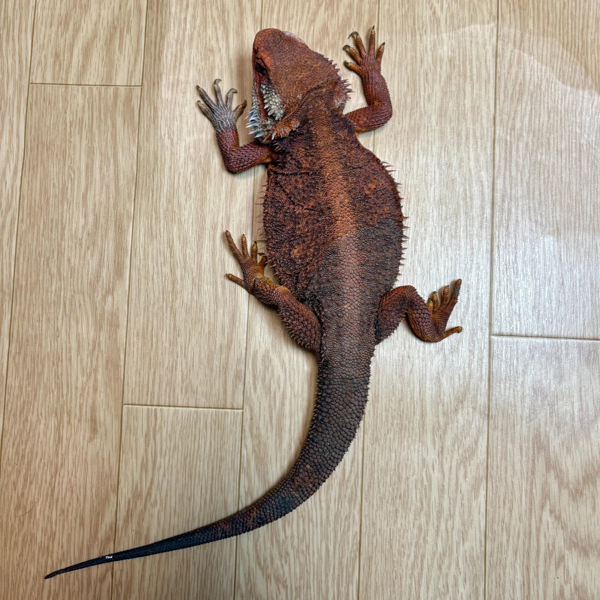 フトアゴヒゲトカゲ♀