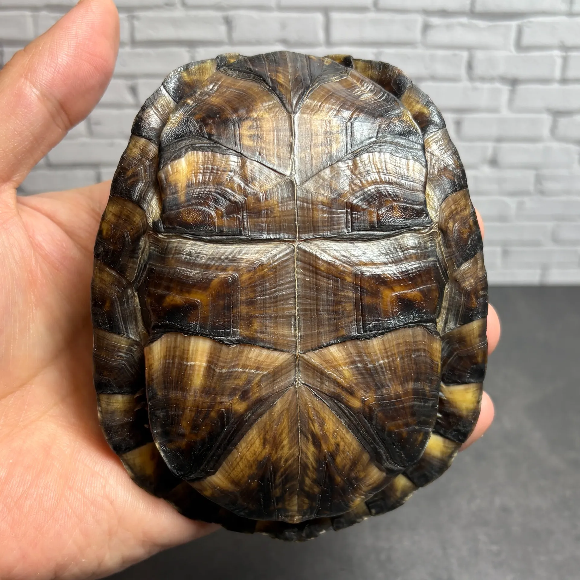 トウブハコガメ♂