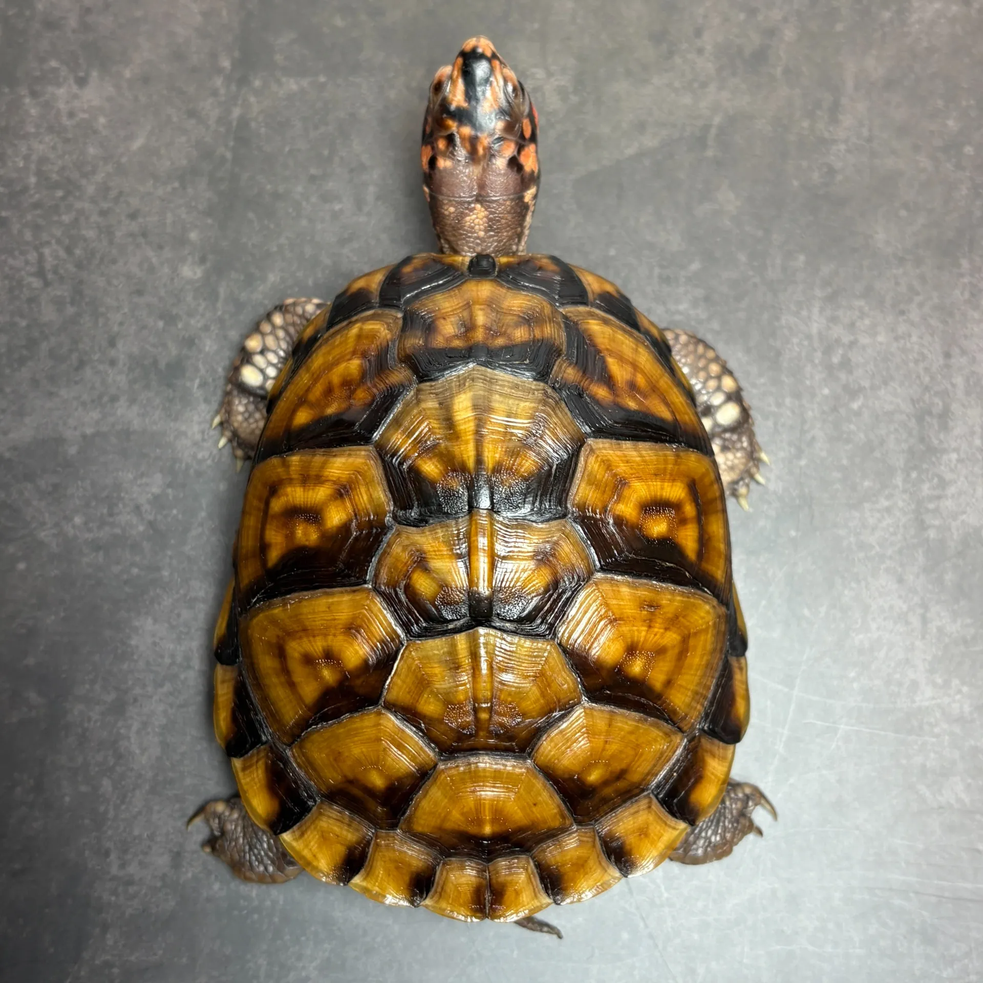 ミツユビハコガメ♂