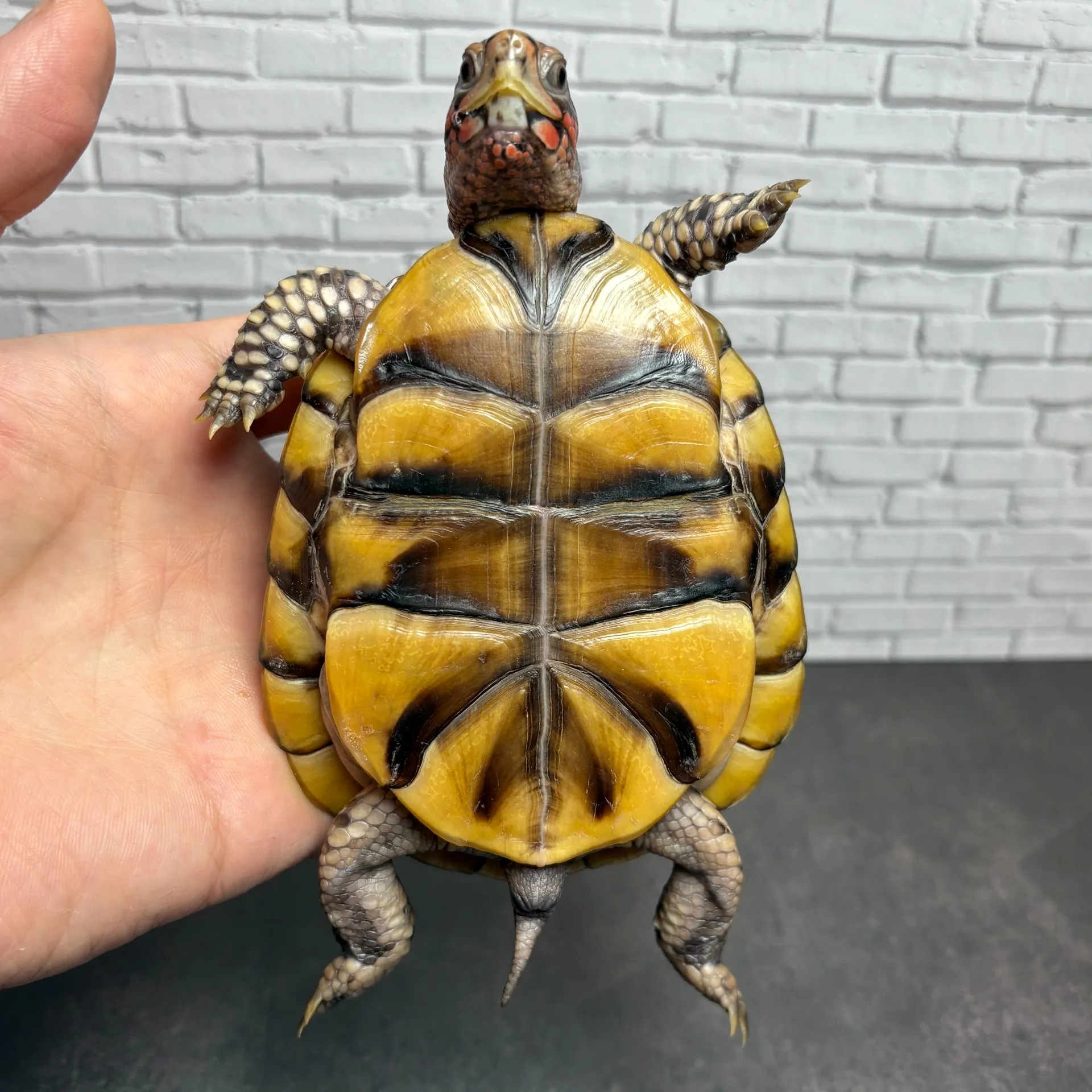 ミツユビハコガメ♂