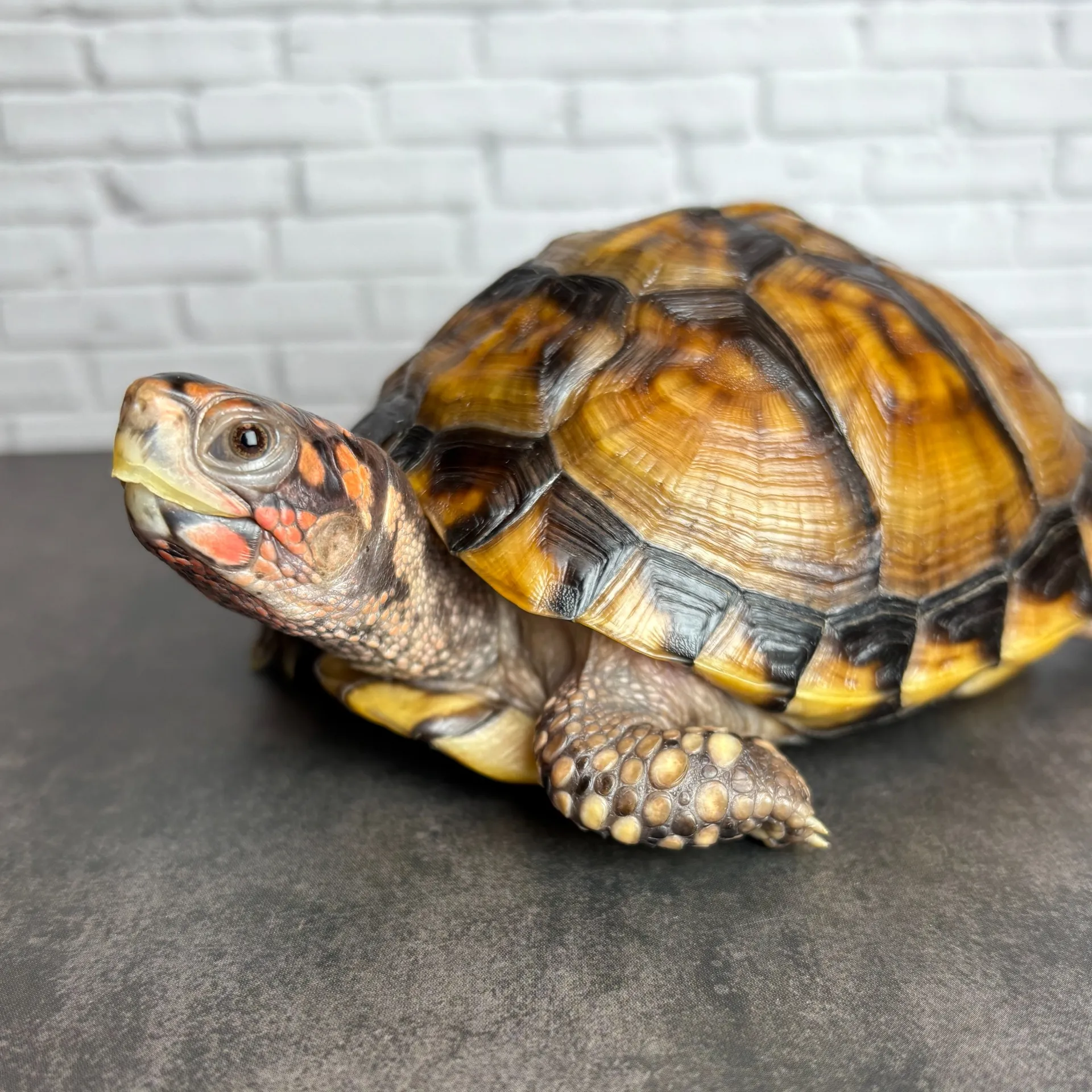 ミツユビハコガメ♂