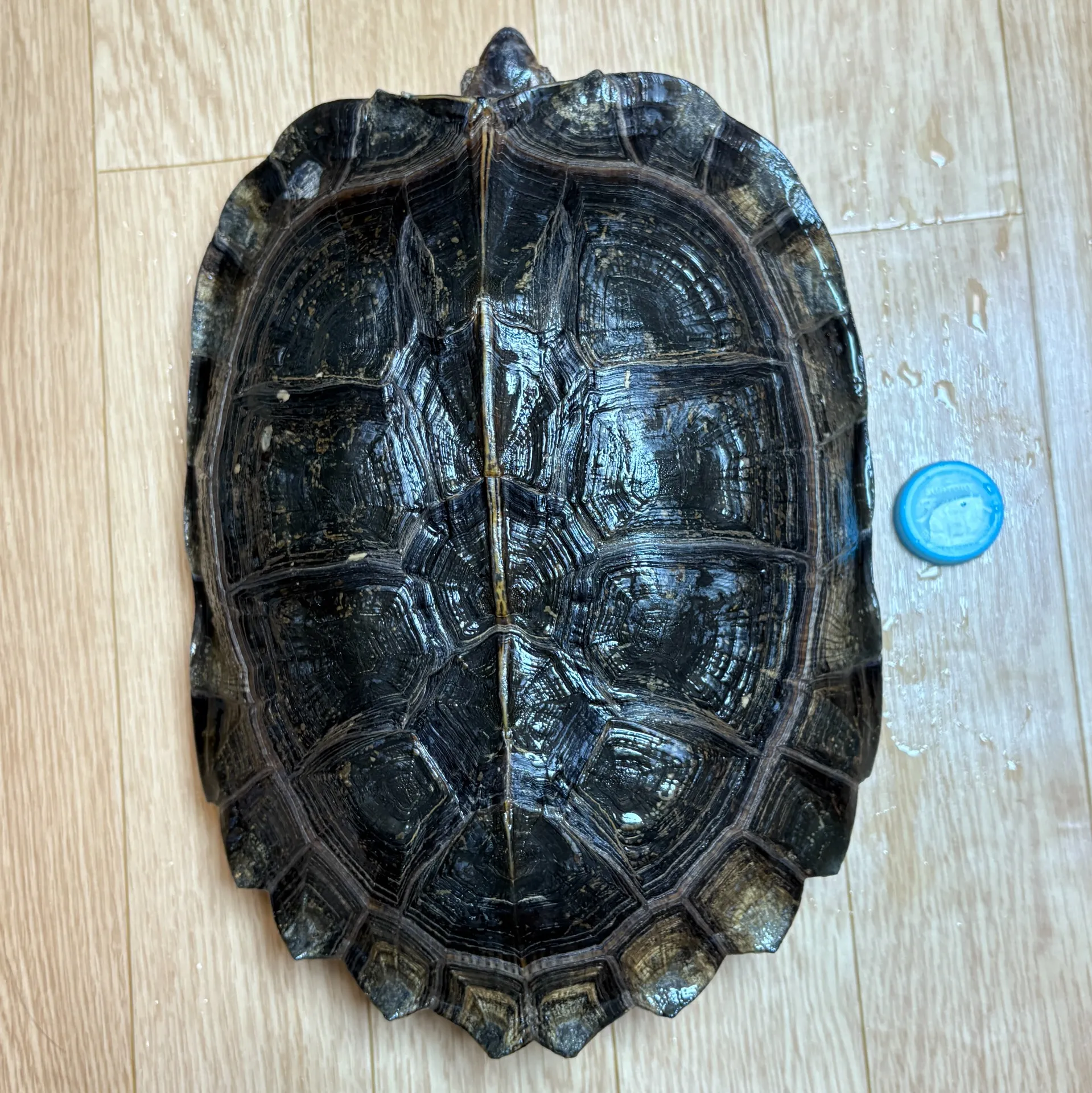 オオヤマガメ トリオ