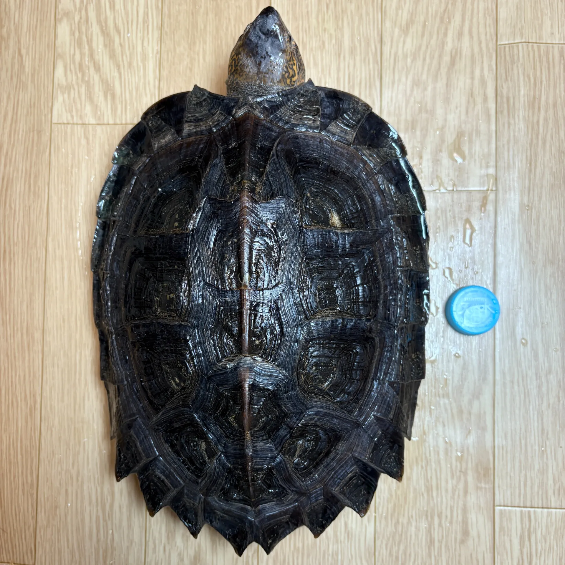 オオヤマガメ トリオ