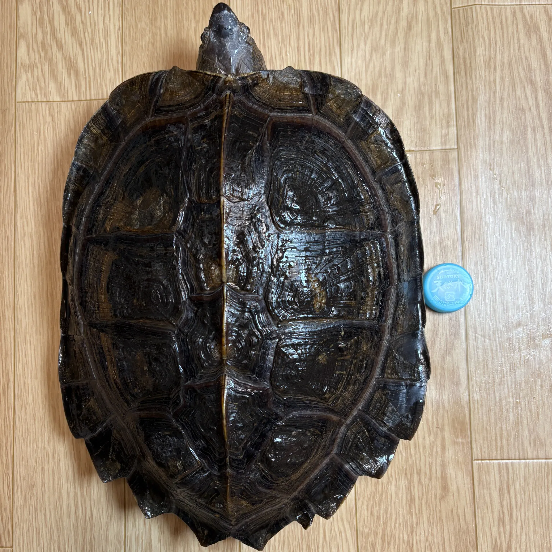 オオヤマガメ トリオ