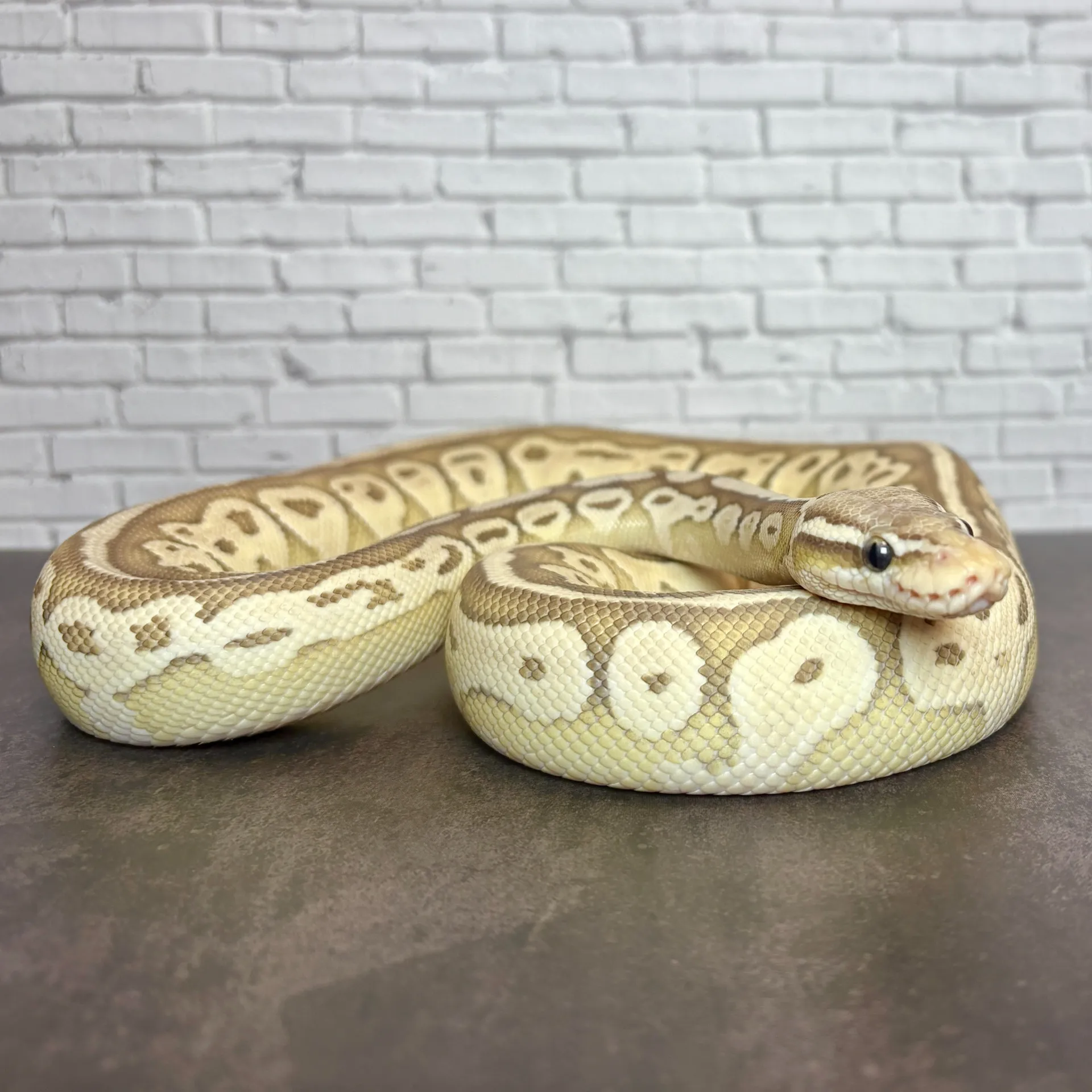 ボールパイソン パステルレッサーヘテロレッドアザンオレンジゴースト♀(417g)