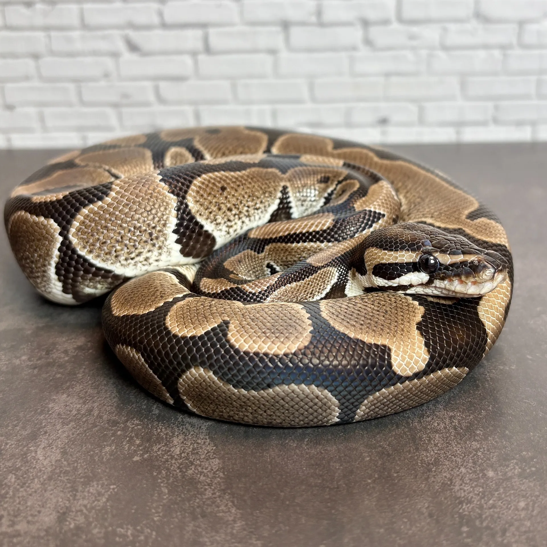 ボールパイソン VPIアザン♂(292g)