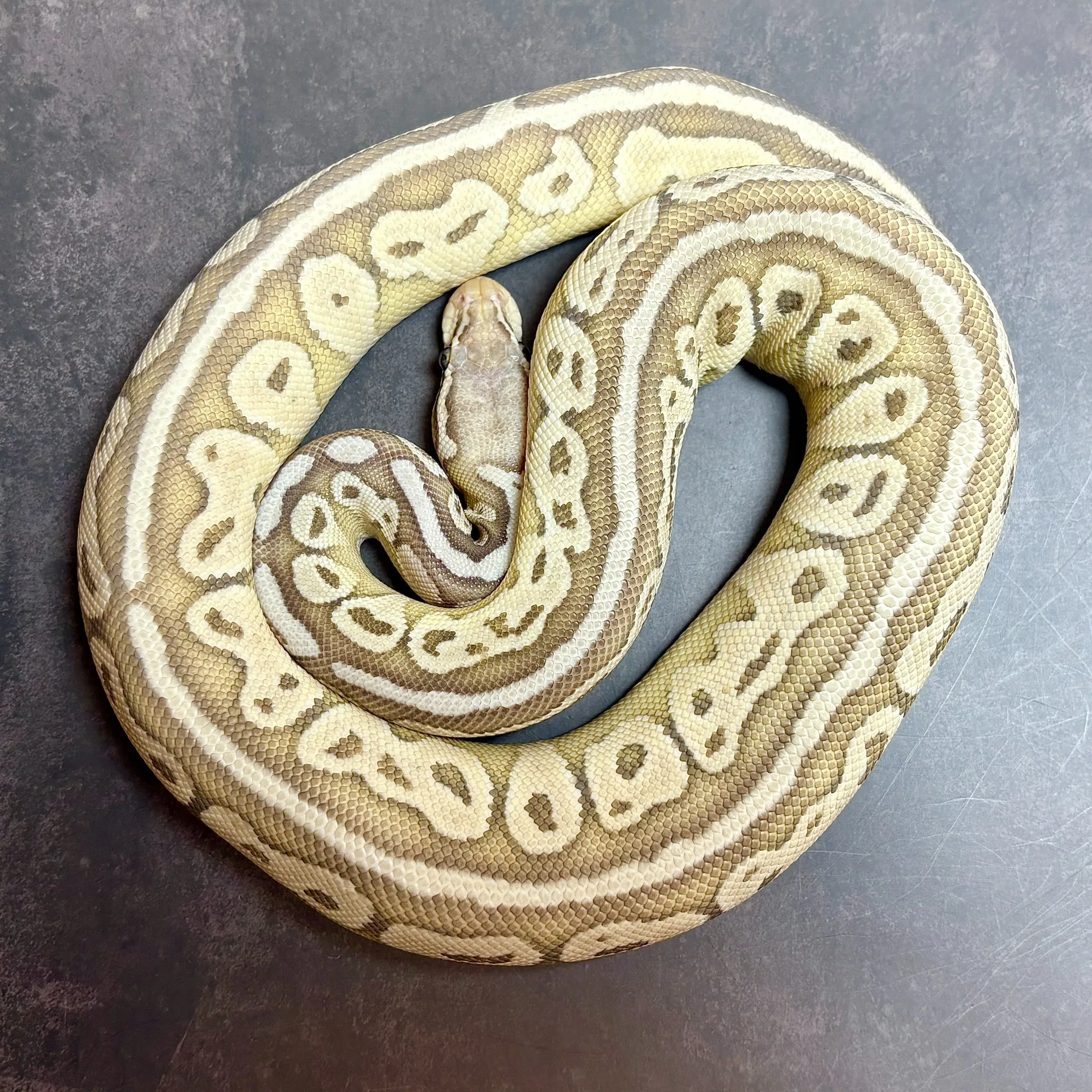 ボールパイソン パステルレッサーヘテロレッドアザンオレンジゴースト♀（417g）