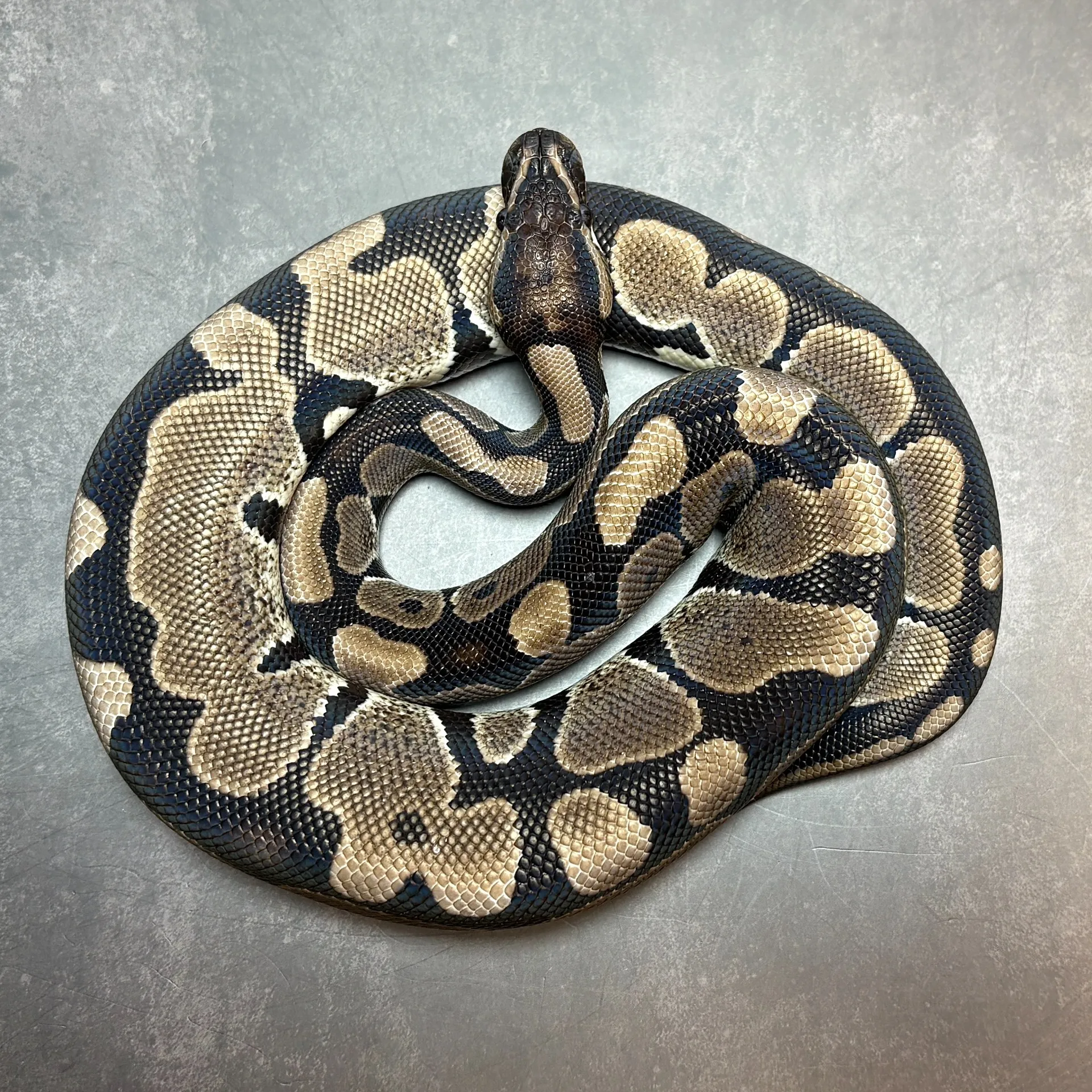 ボールパイソン VPIアザン♂（292g）