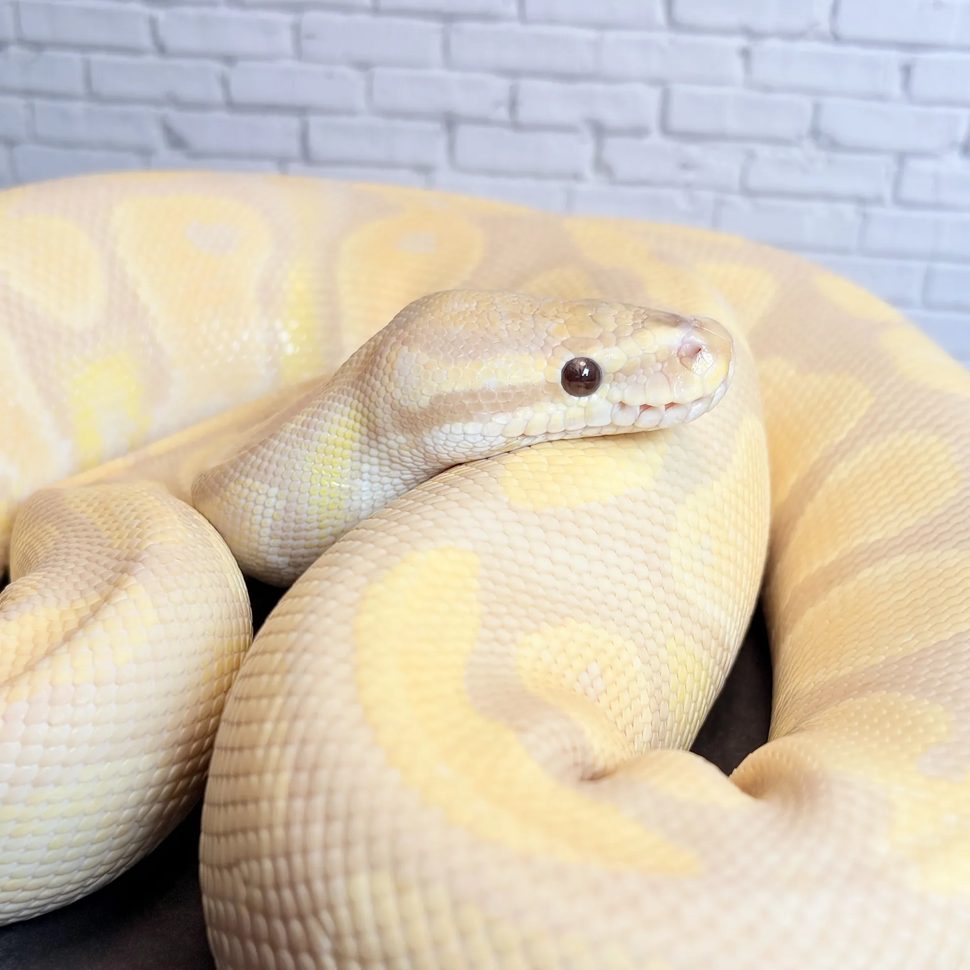 ボールパイソン ラベンダーアルビノ♀(1662g)