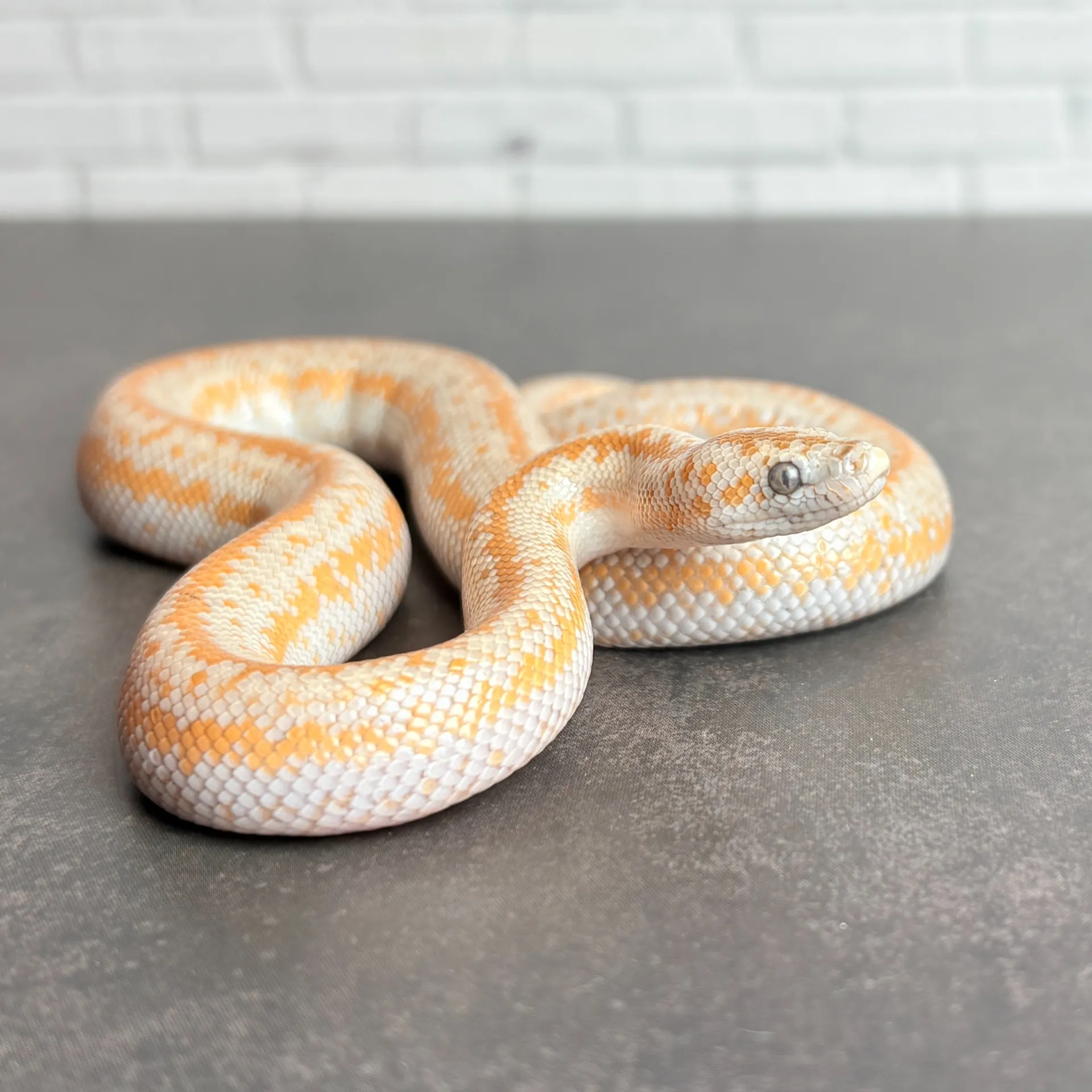 ロージーボア アンザボレゴ♂(30g)