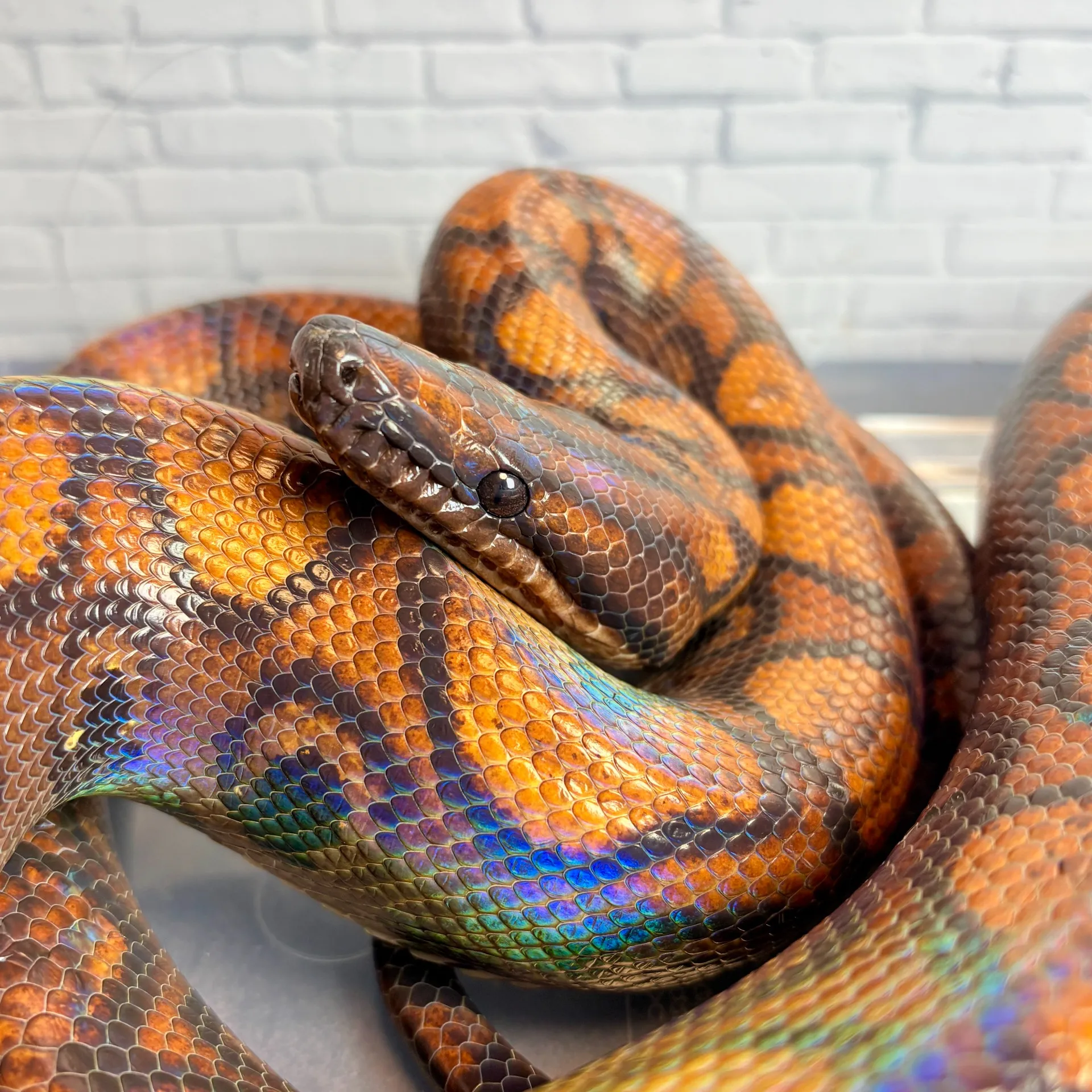 ブラジルレインボーボア♂(1432g)ガイアナWC