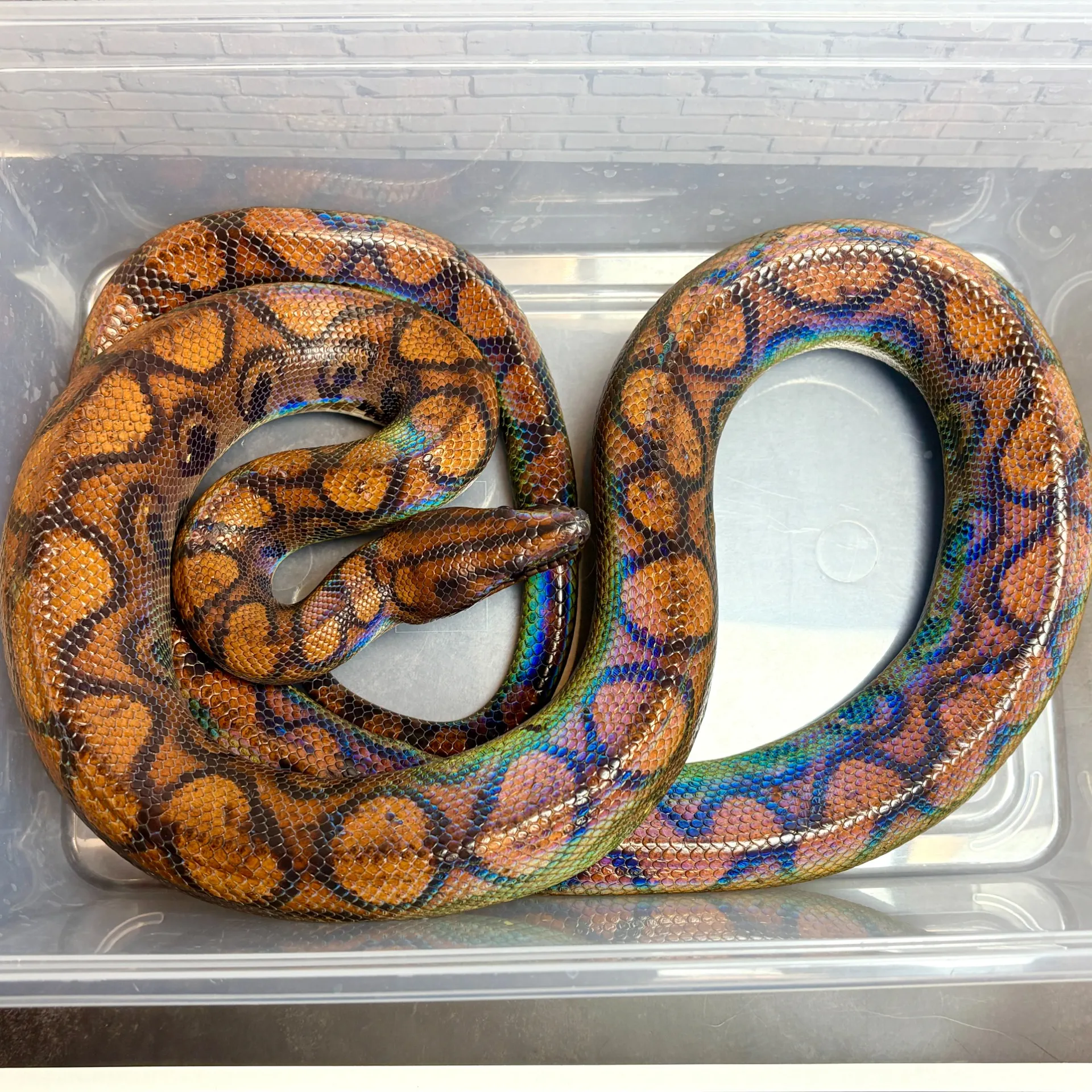 ブラジルレインボーボア♂（1432g）ガイアナWC