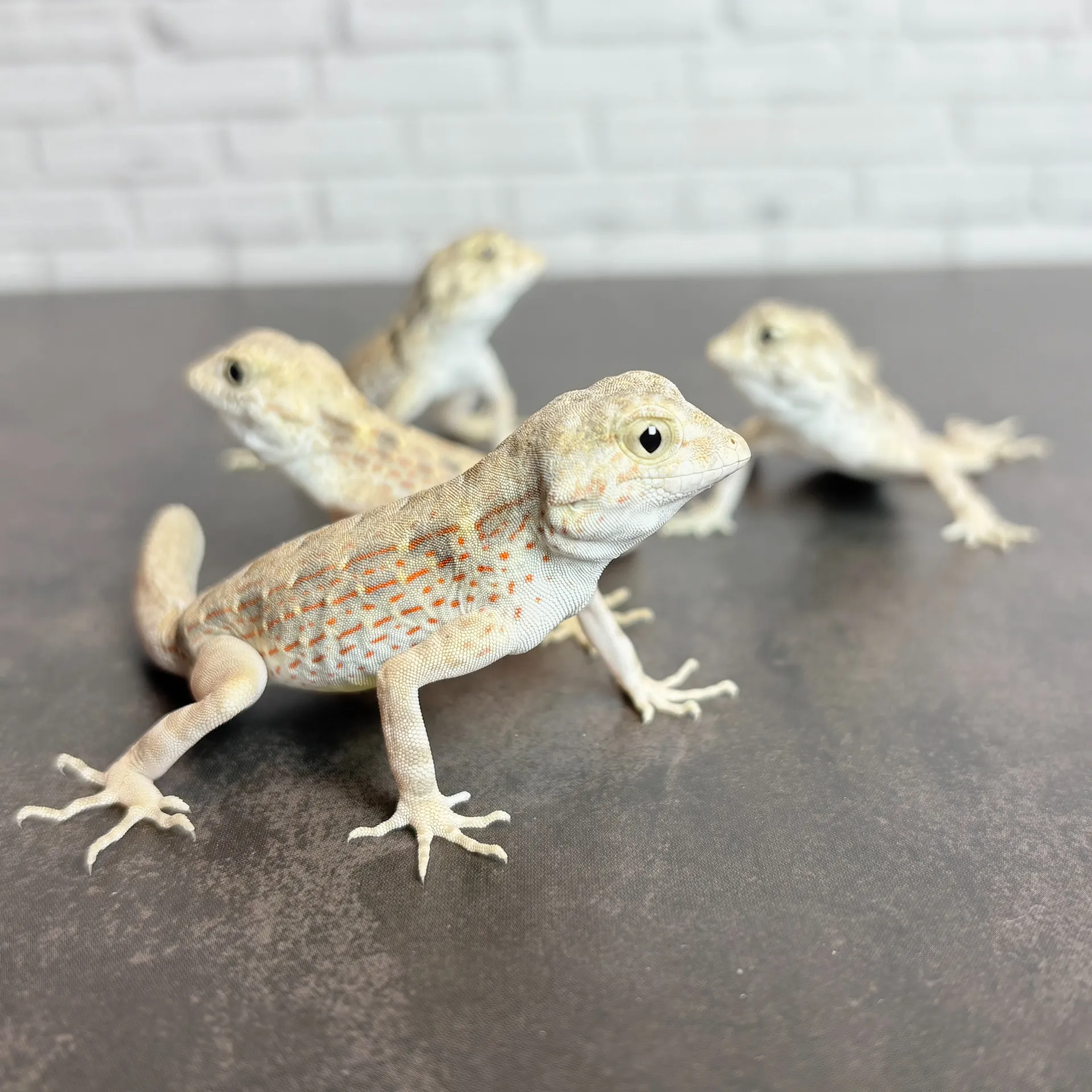 カータートゲオヤモリ♂（6匹）